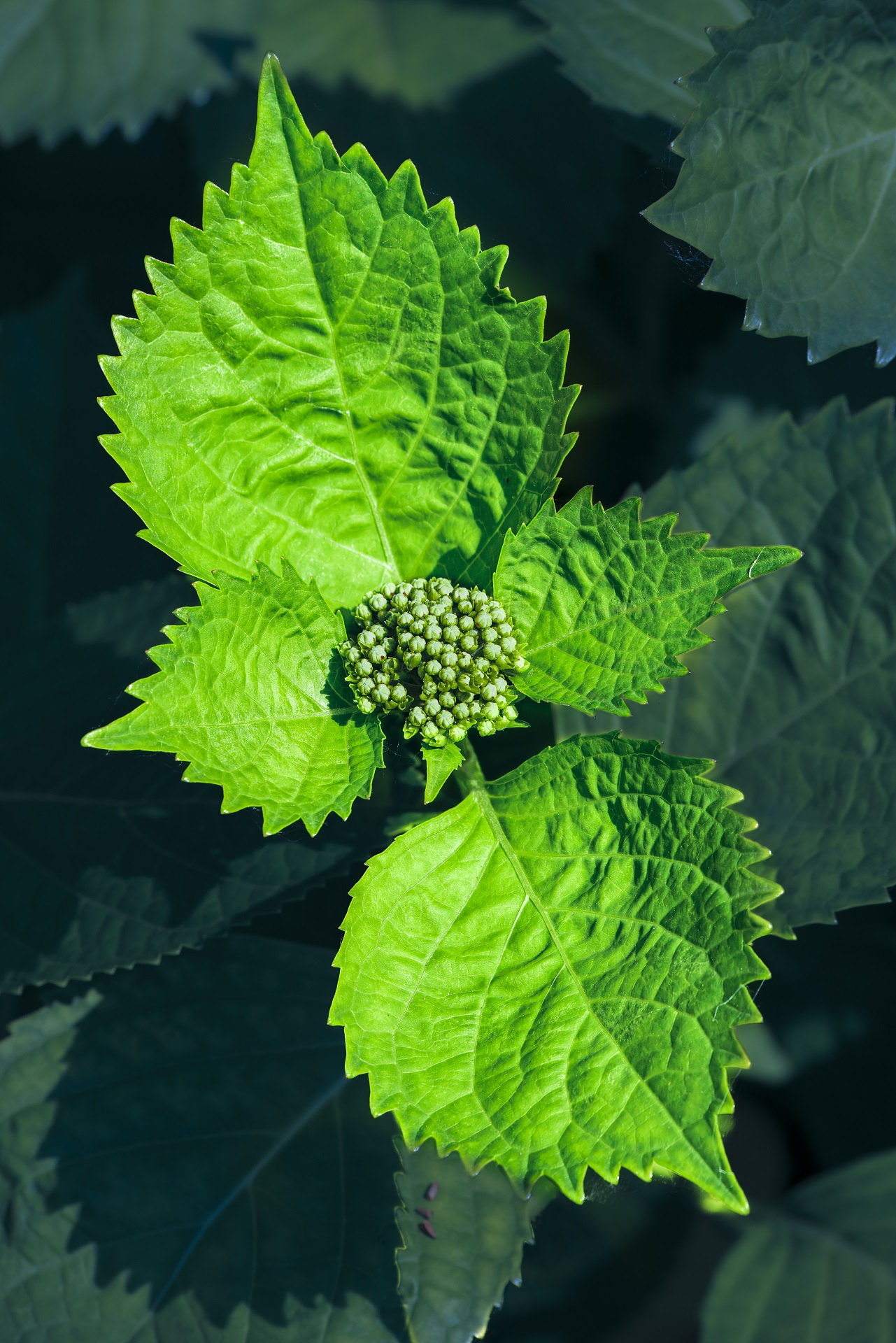 A slightly different star