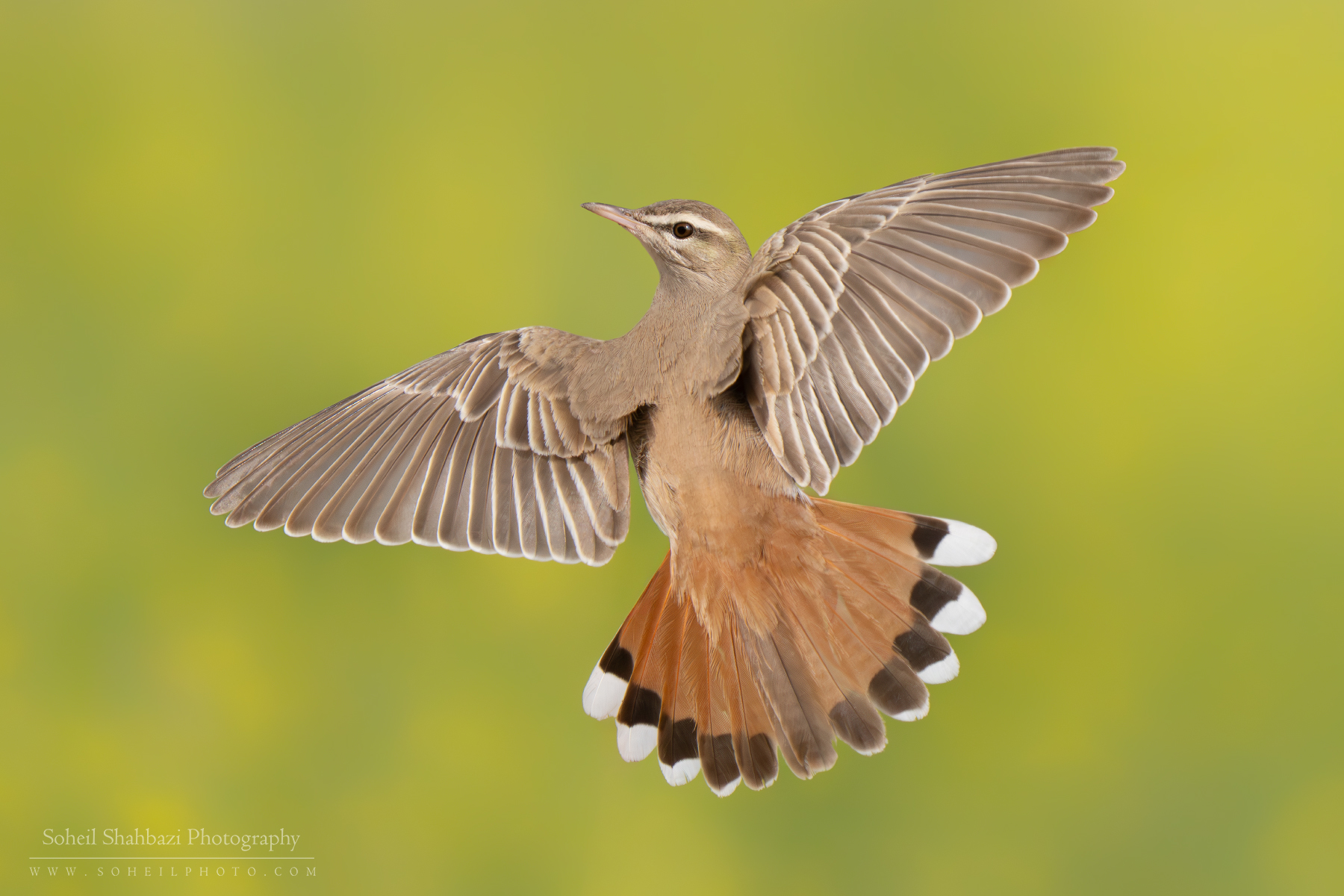 Rufous-tailed Scrub Robin