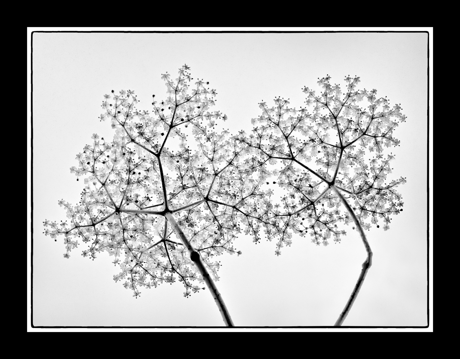Fiore di Sambuco