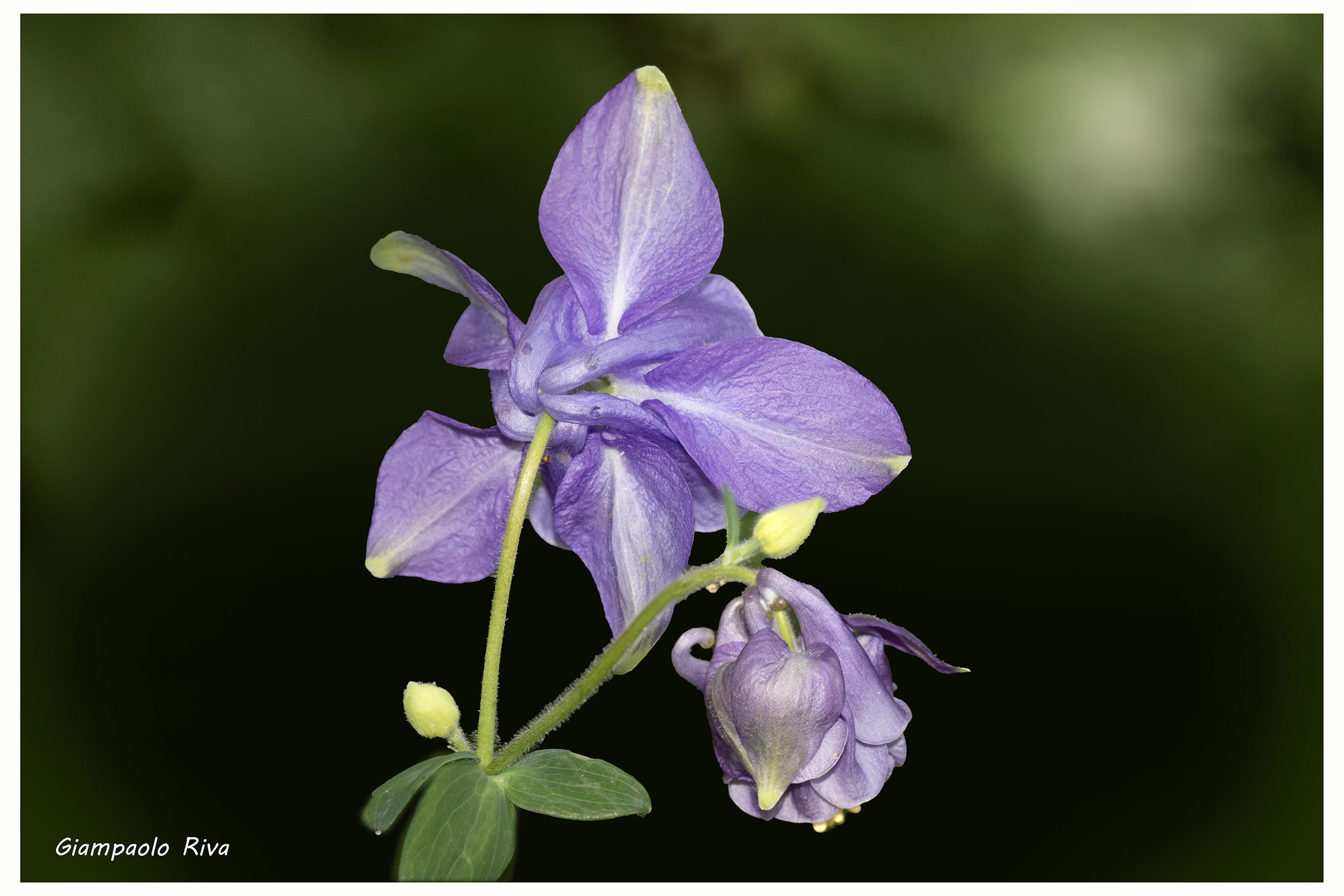 Aquilegia blu