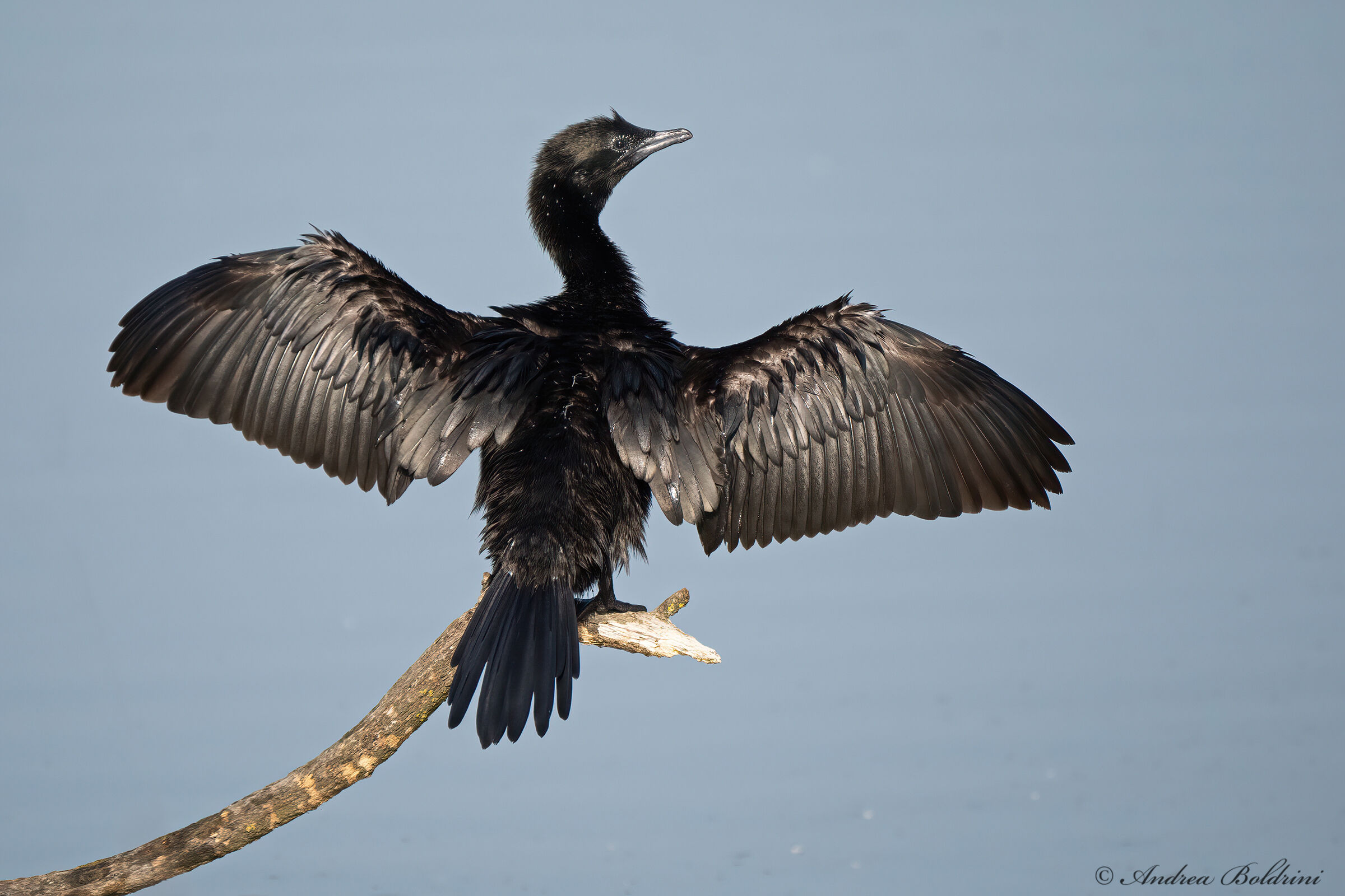 Cormorant