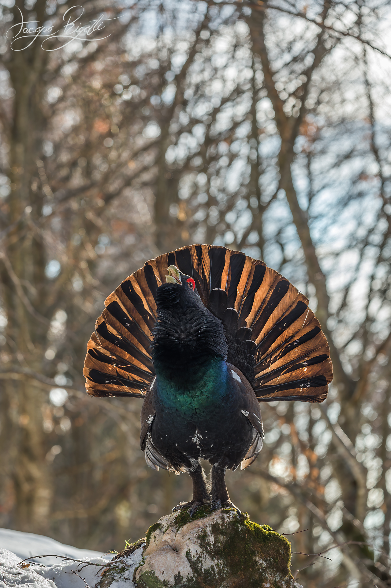 Capercaillie at first light