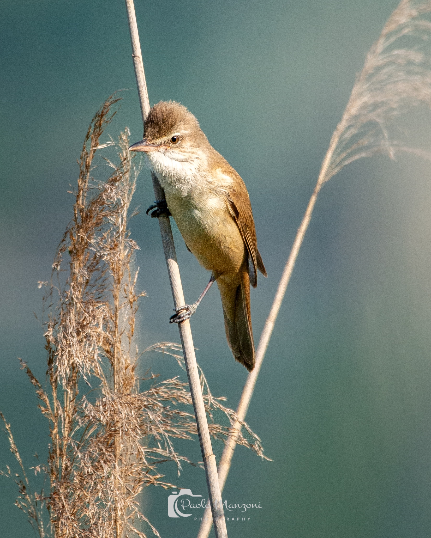 Great reed warbler