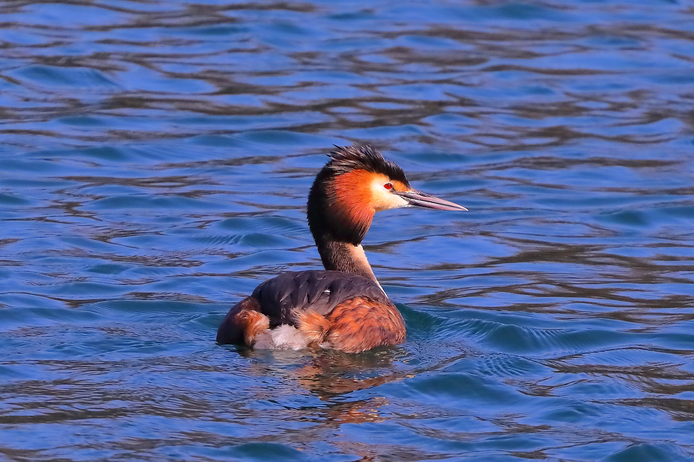 Svasso 21 febbraio 2025 - 0009