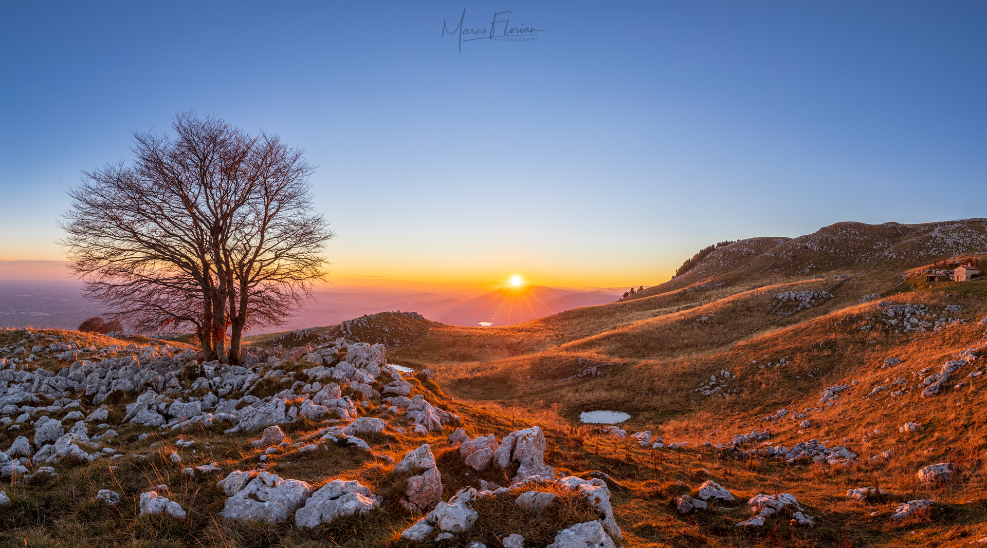 Solitary tree of Cansiglio