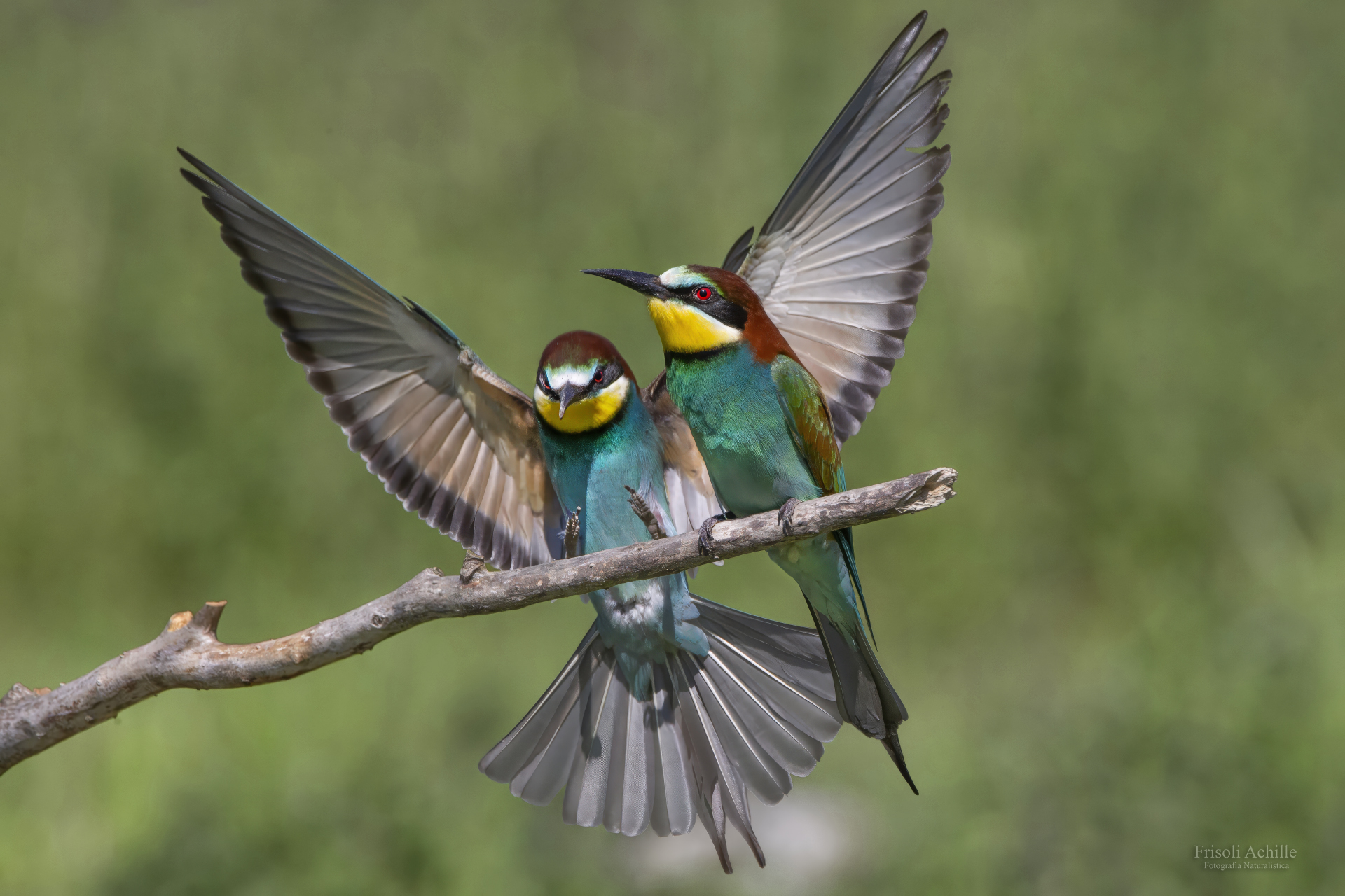Bee-eaters