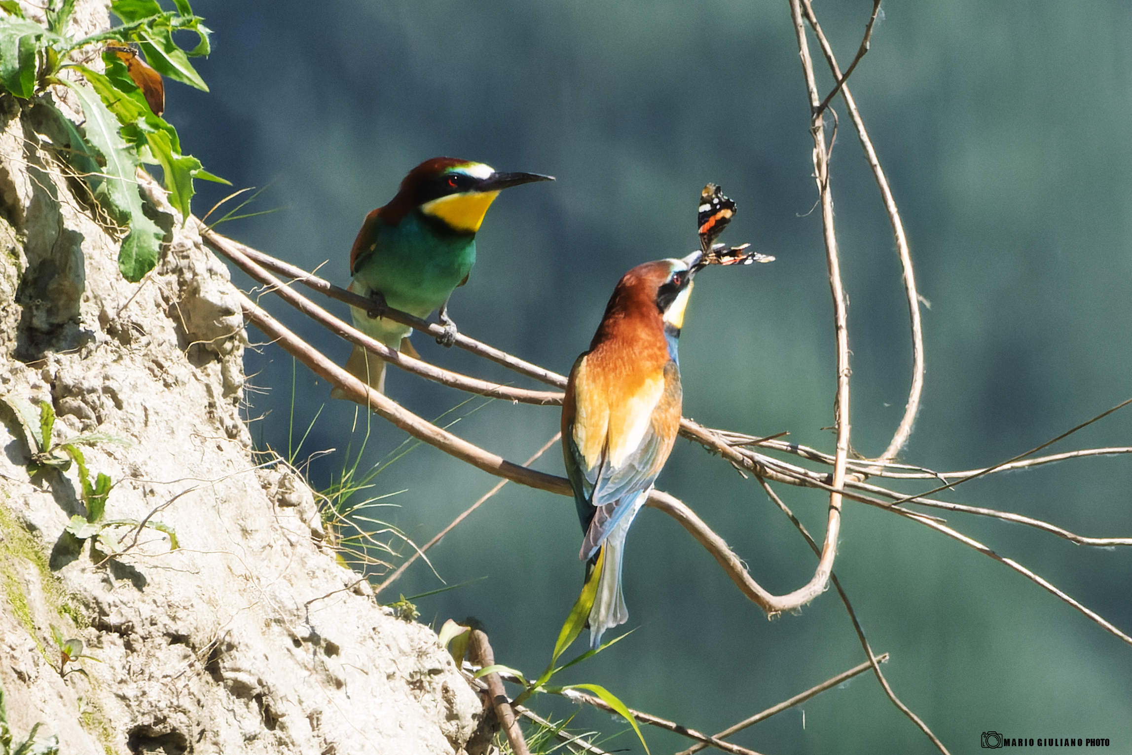 Gruccione e Vanessa atalanta