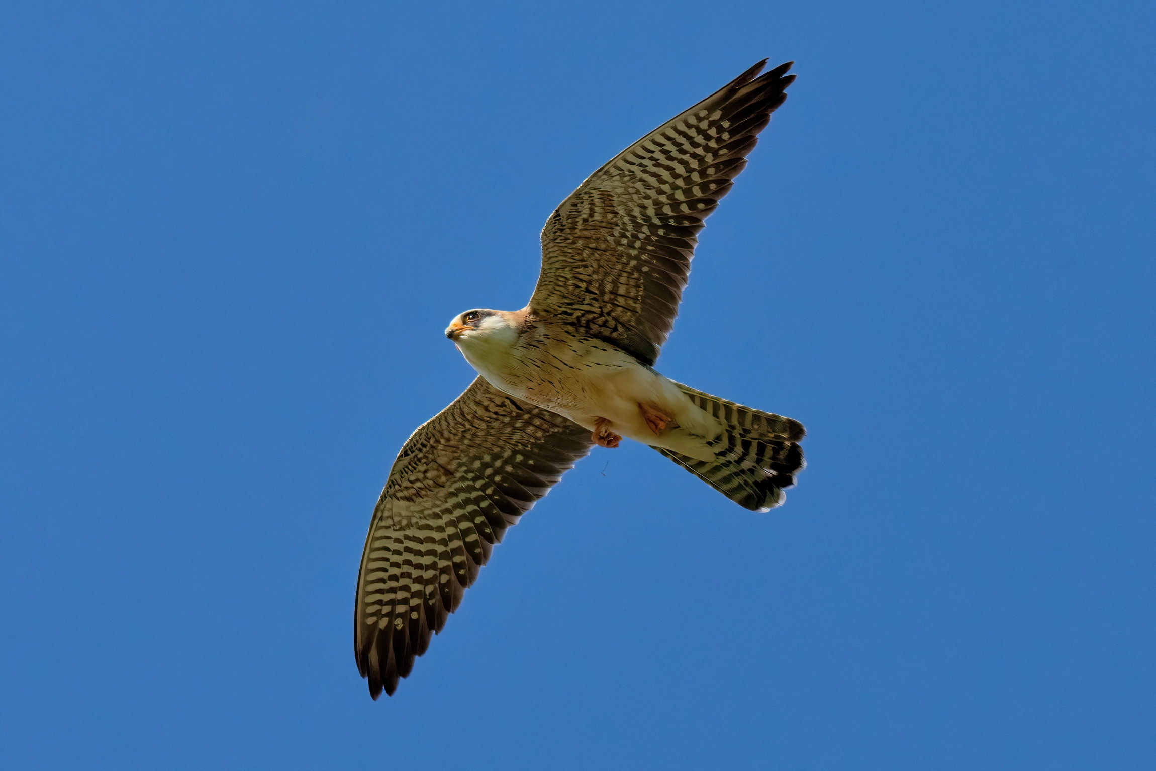 Falco cuculo (Falco vespertinus) (f)