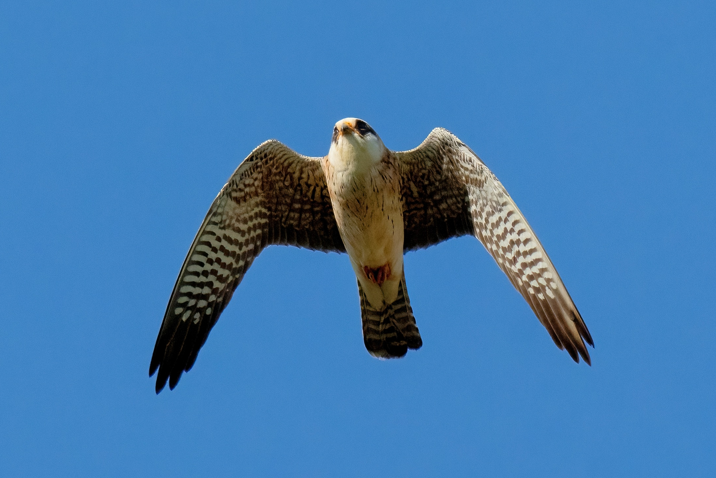 Cuckoo falcon (Falco vespertinus) (f)