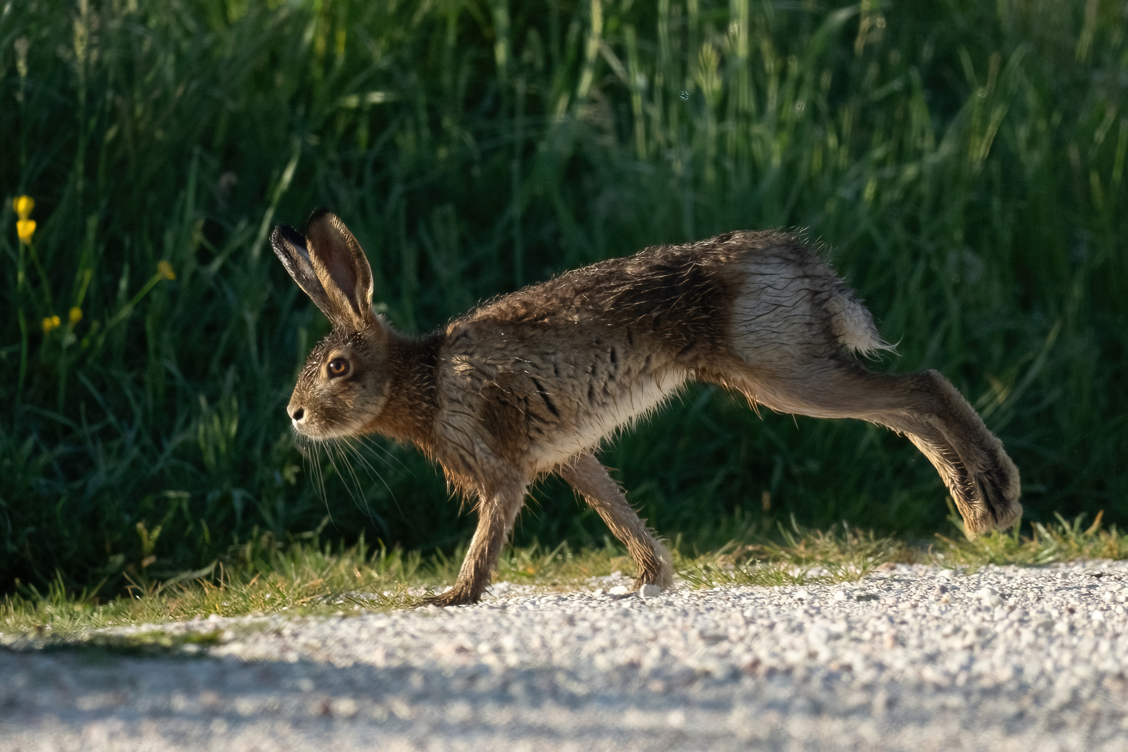 A running hare