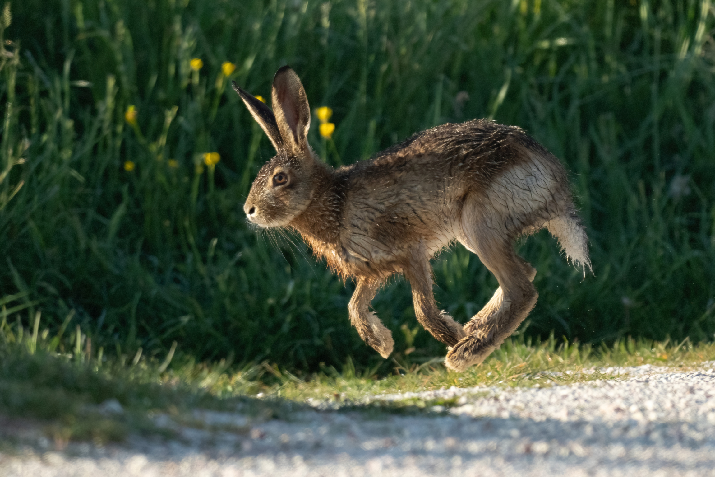 A running hare