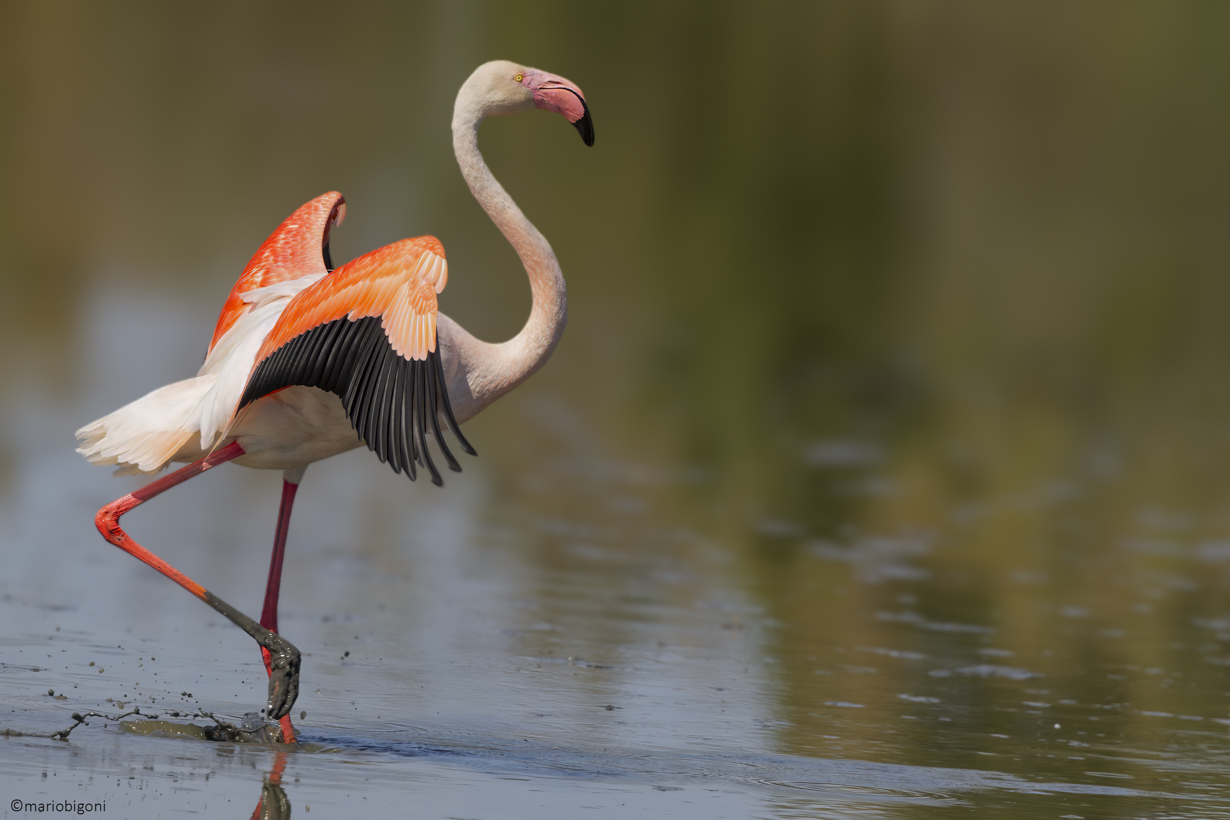 Flamingo