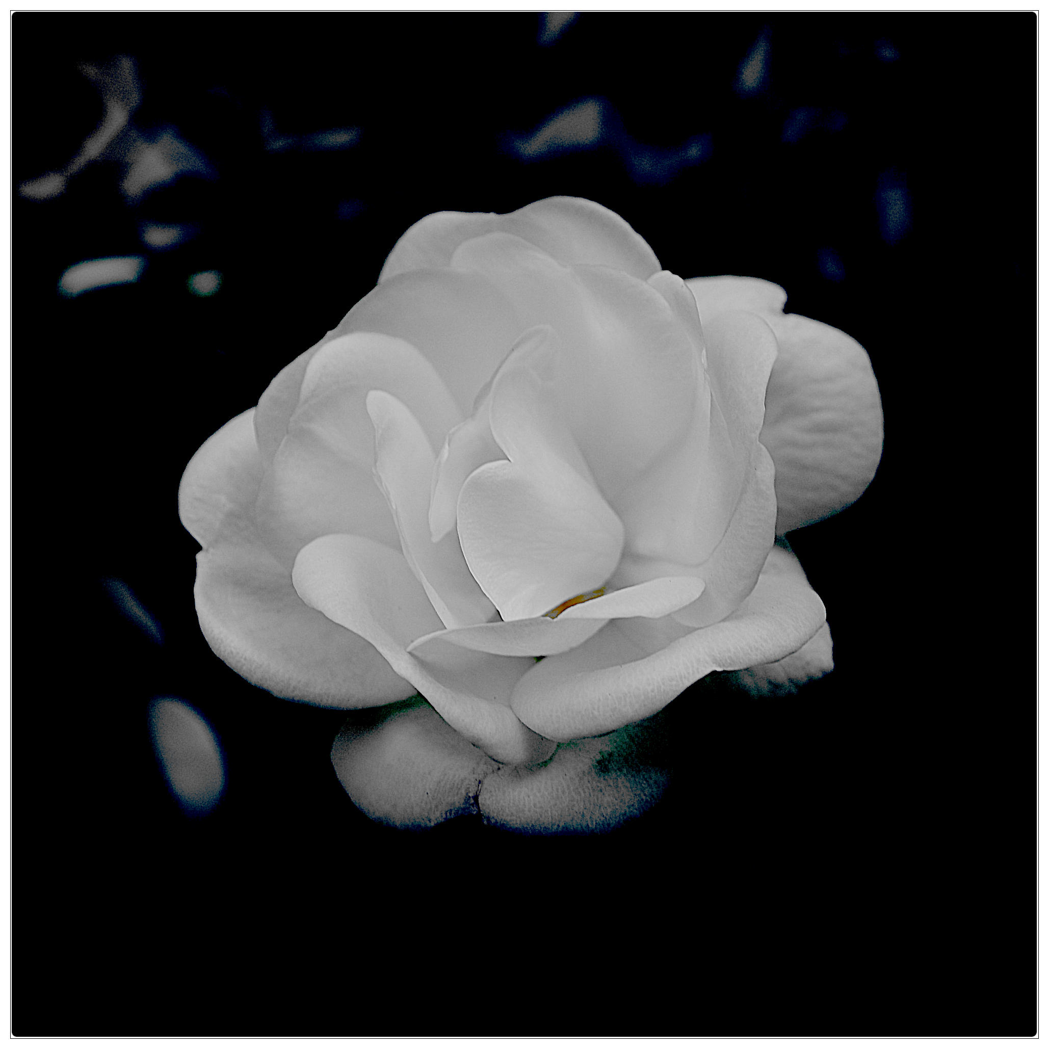 White rose