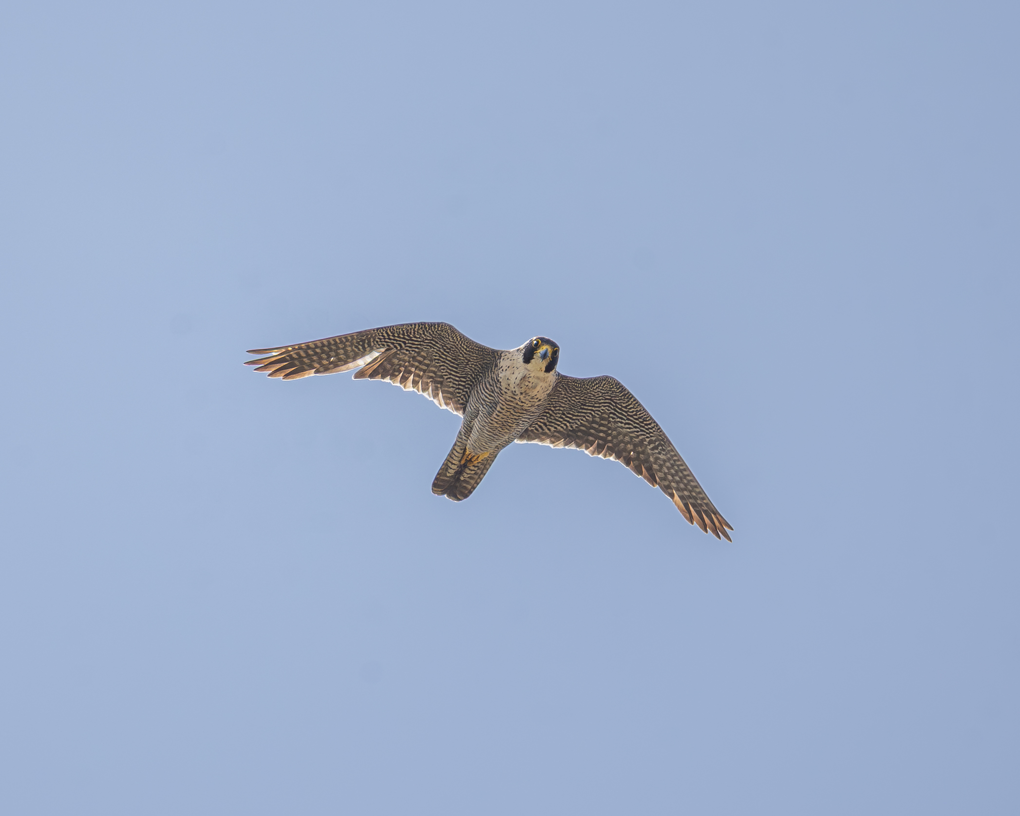 Peregrine