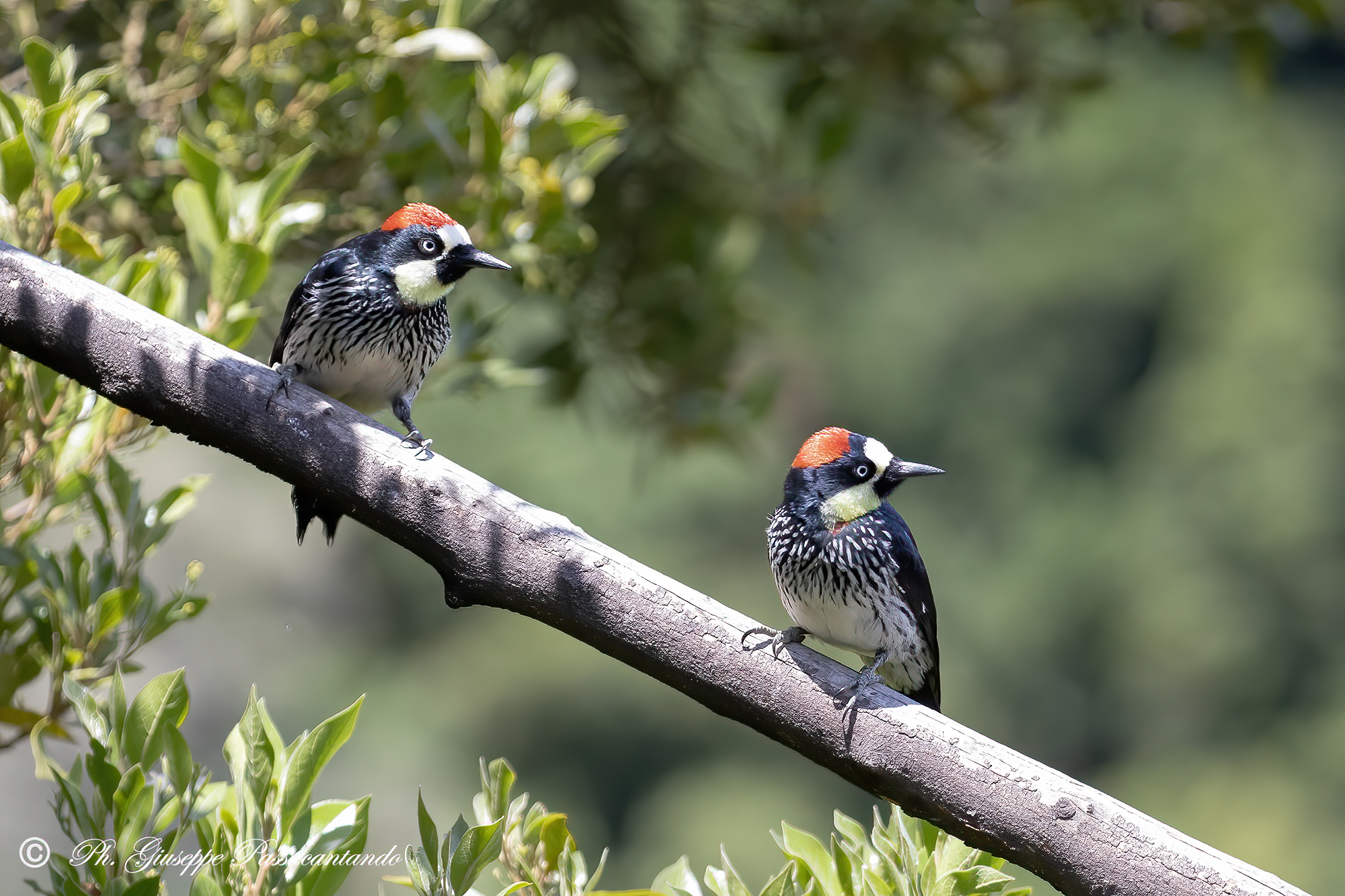 Him and Her Acorn Woodpecker
