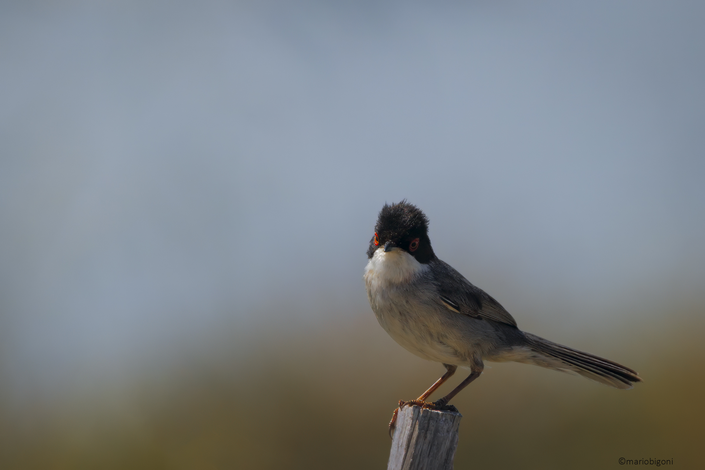 Male Warbler