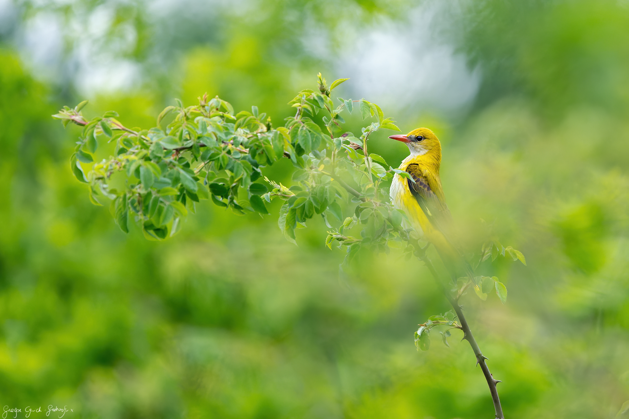 Yellow on green