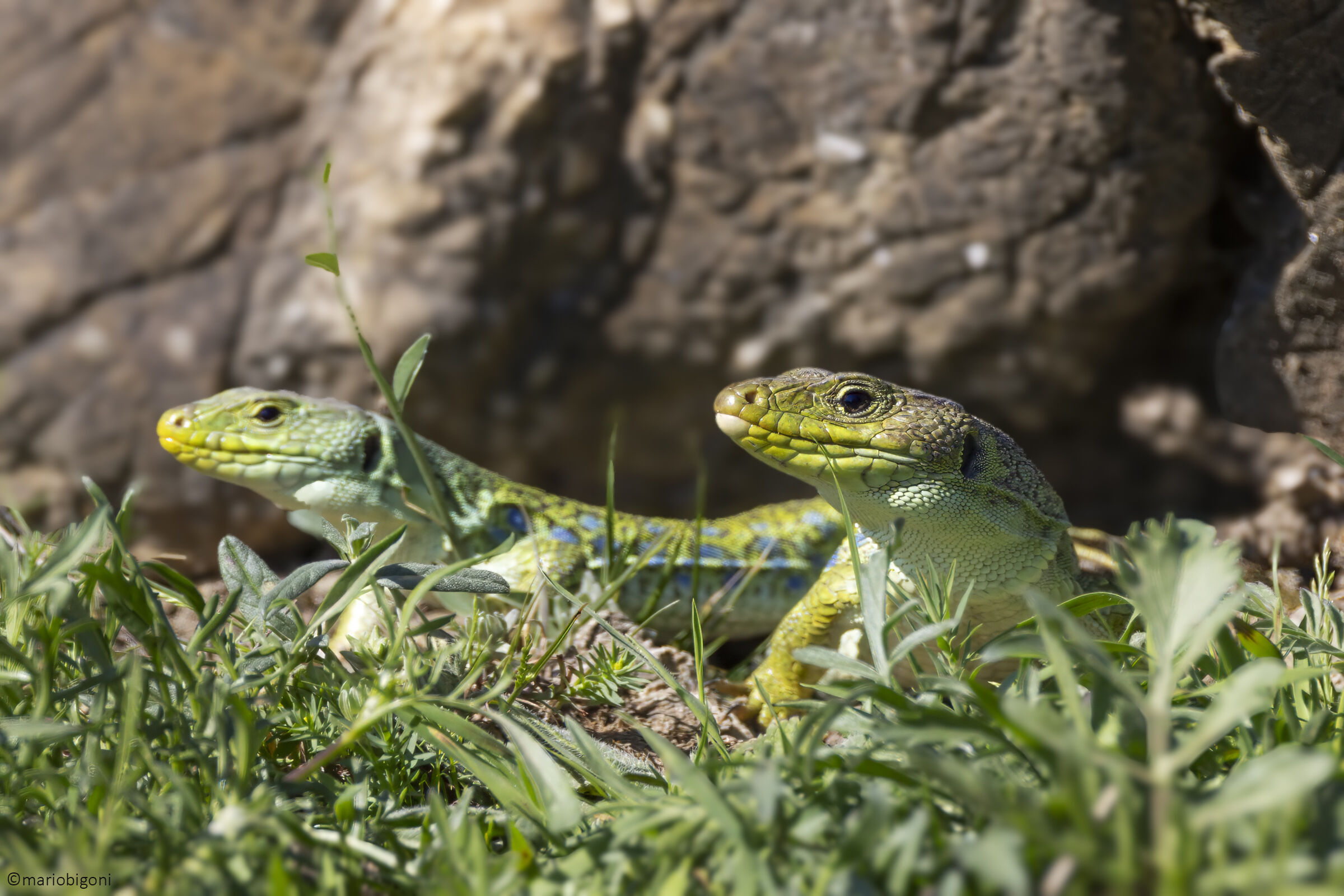 Ocellated lizard