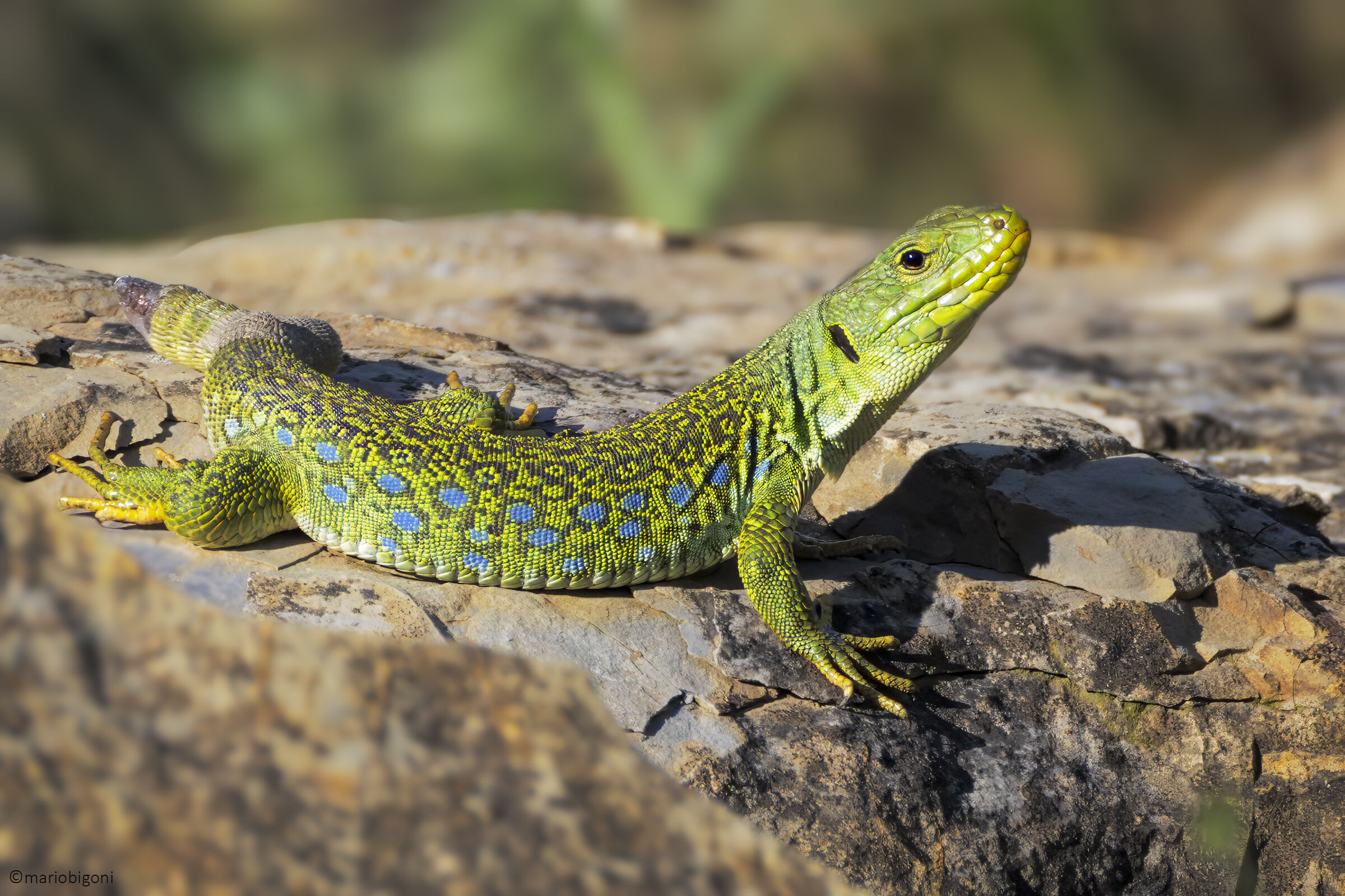 Ocellated lizard