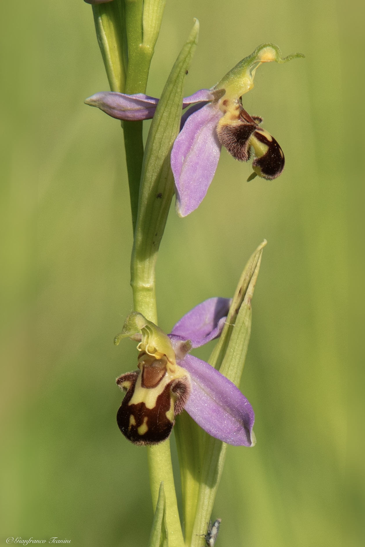 Ophrys apifera