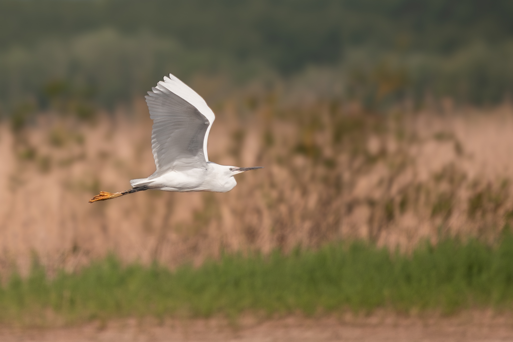 Egret in flight