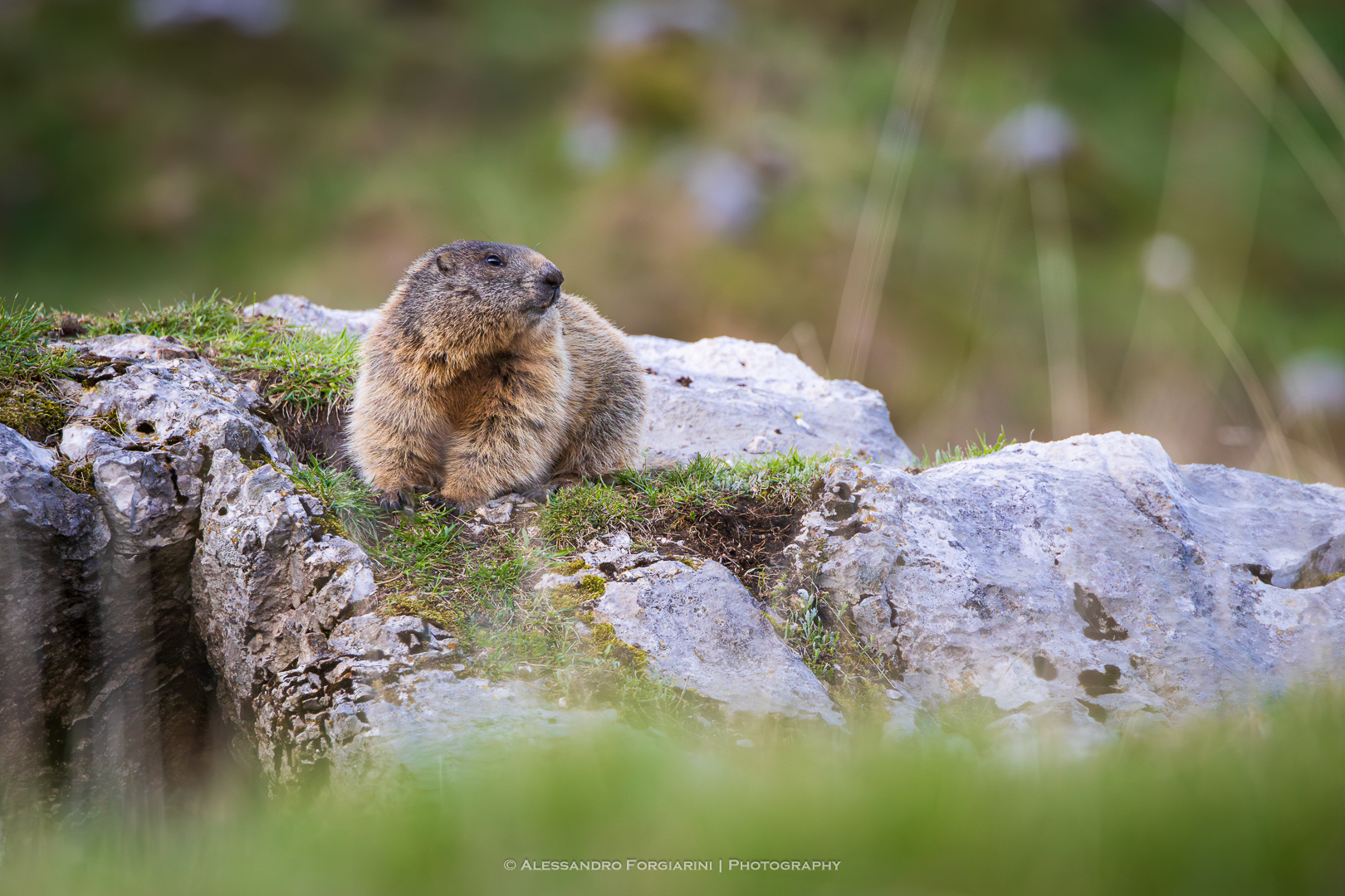 Marmot