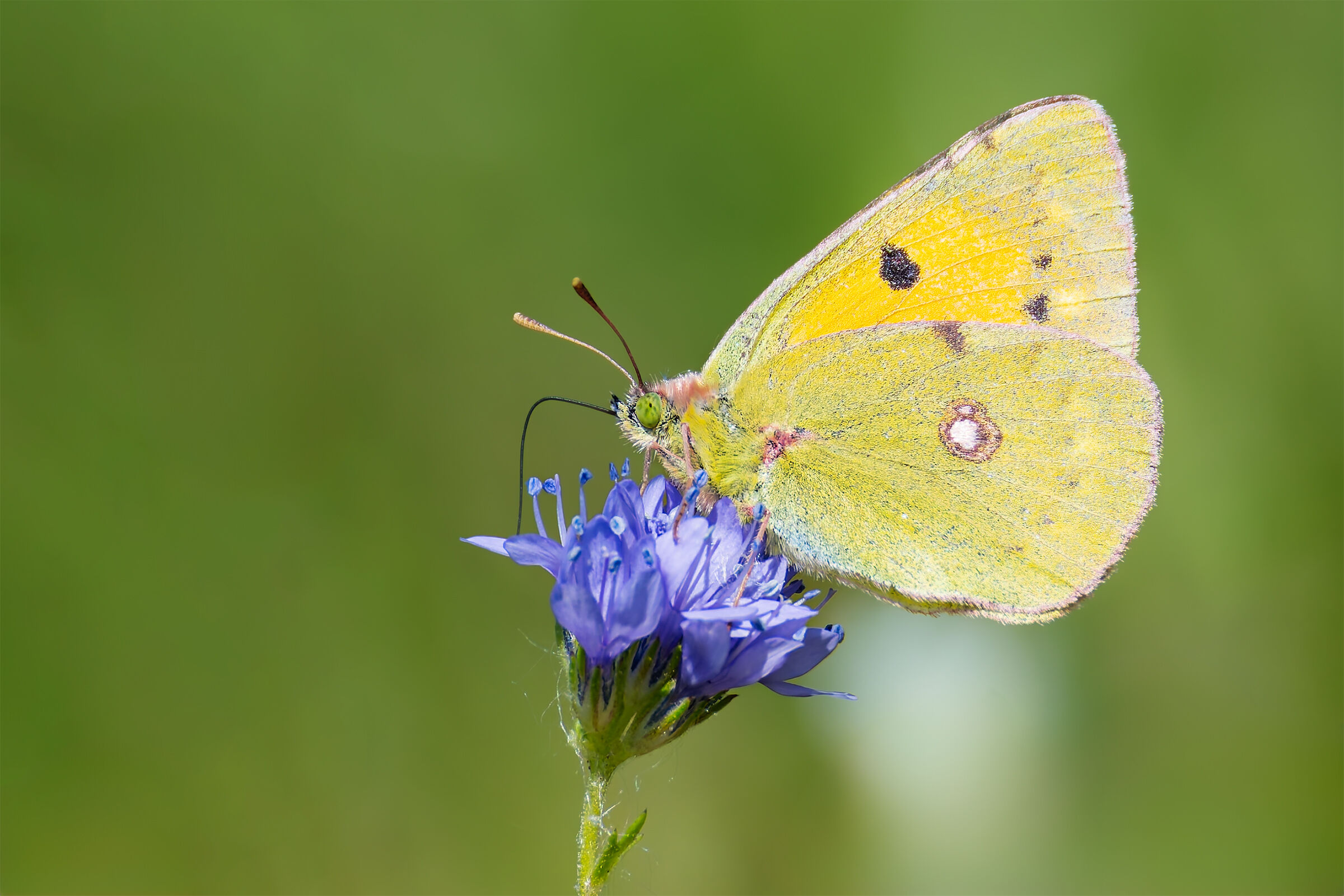 Colias Crocea