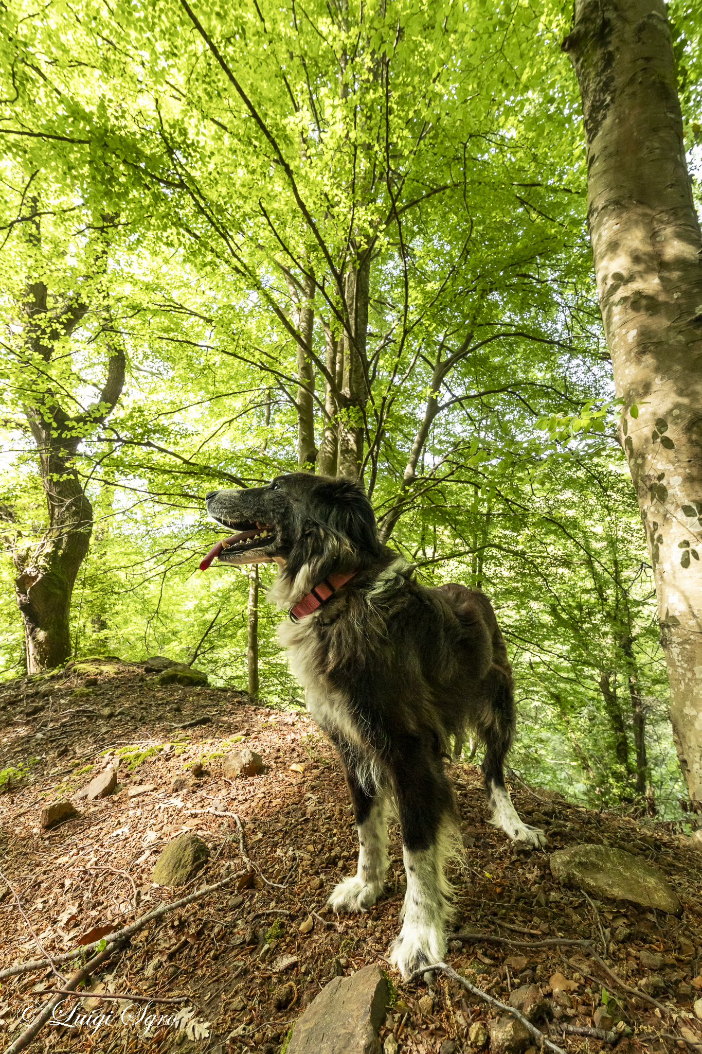 My companion in adventure