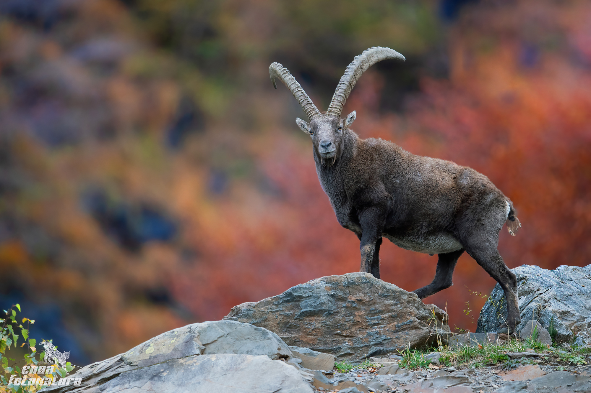 stambecco autunnale
