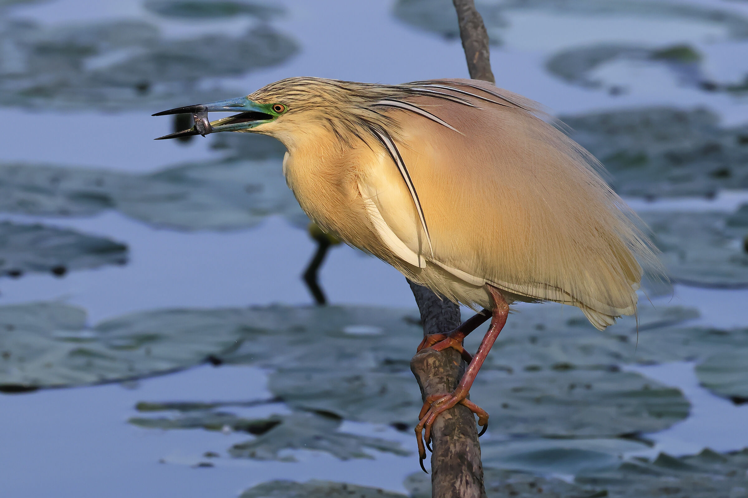 Squacco heron