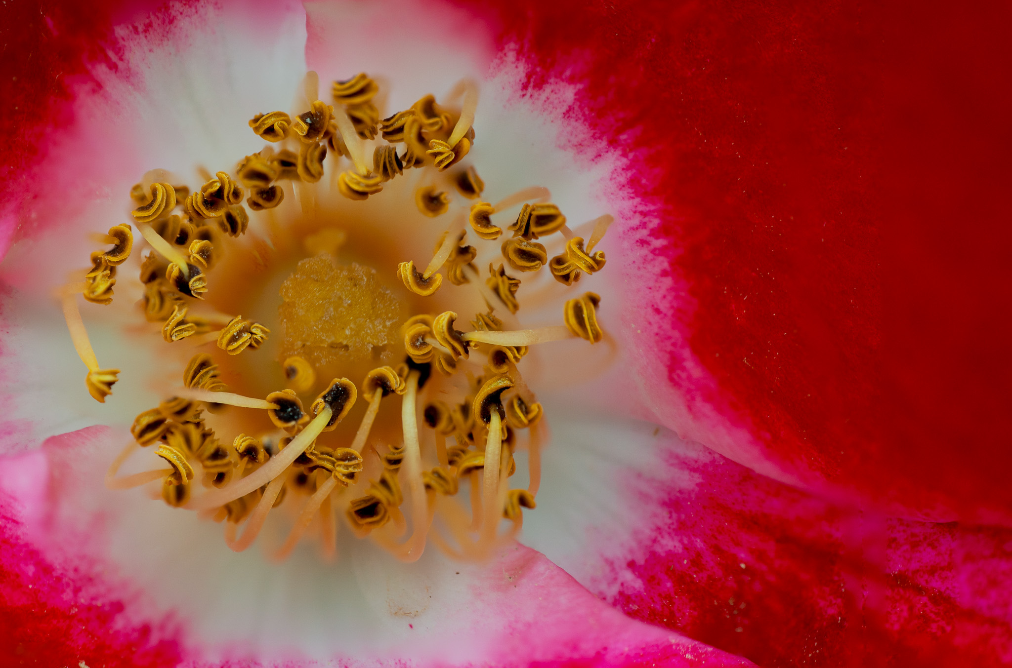 in the heart of the rose