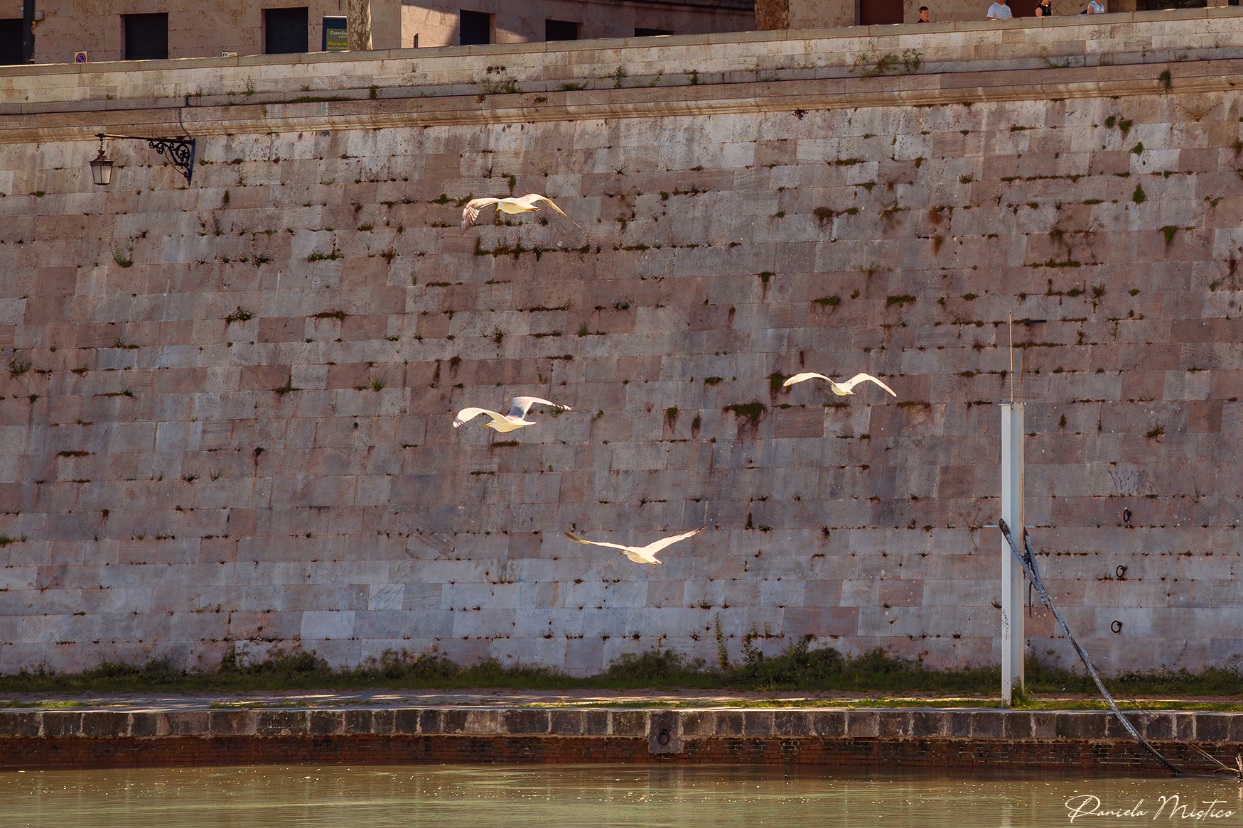 Herring gulls of the Tiber