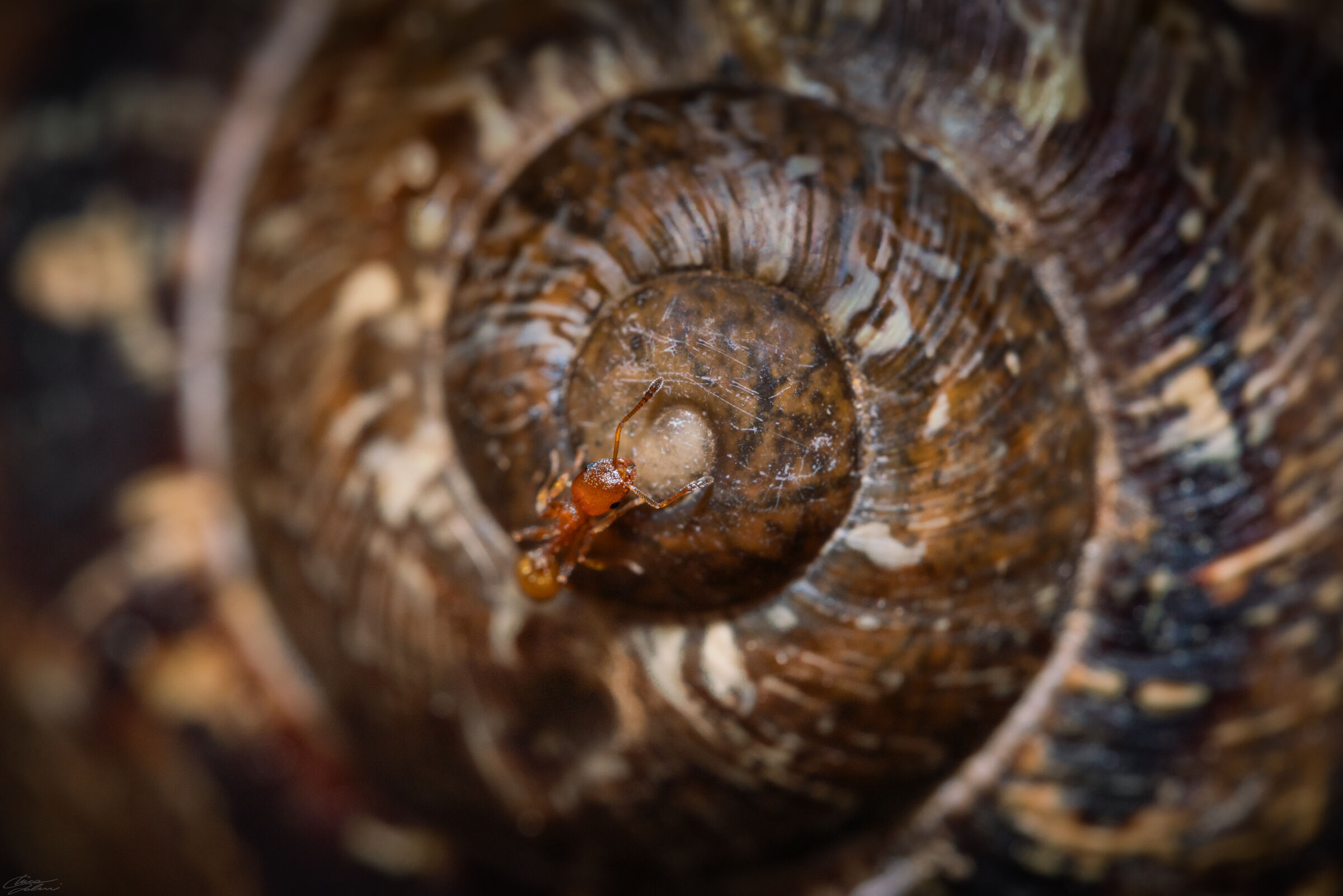 La formica di Fibonacci
