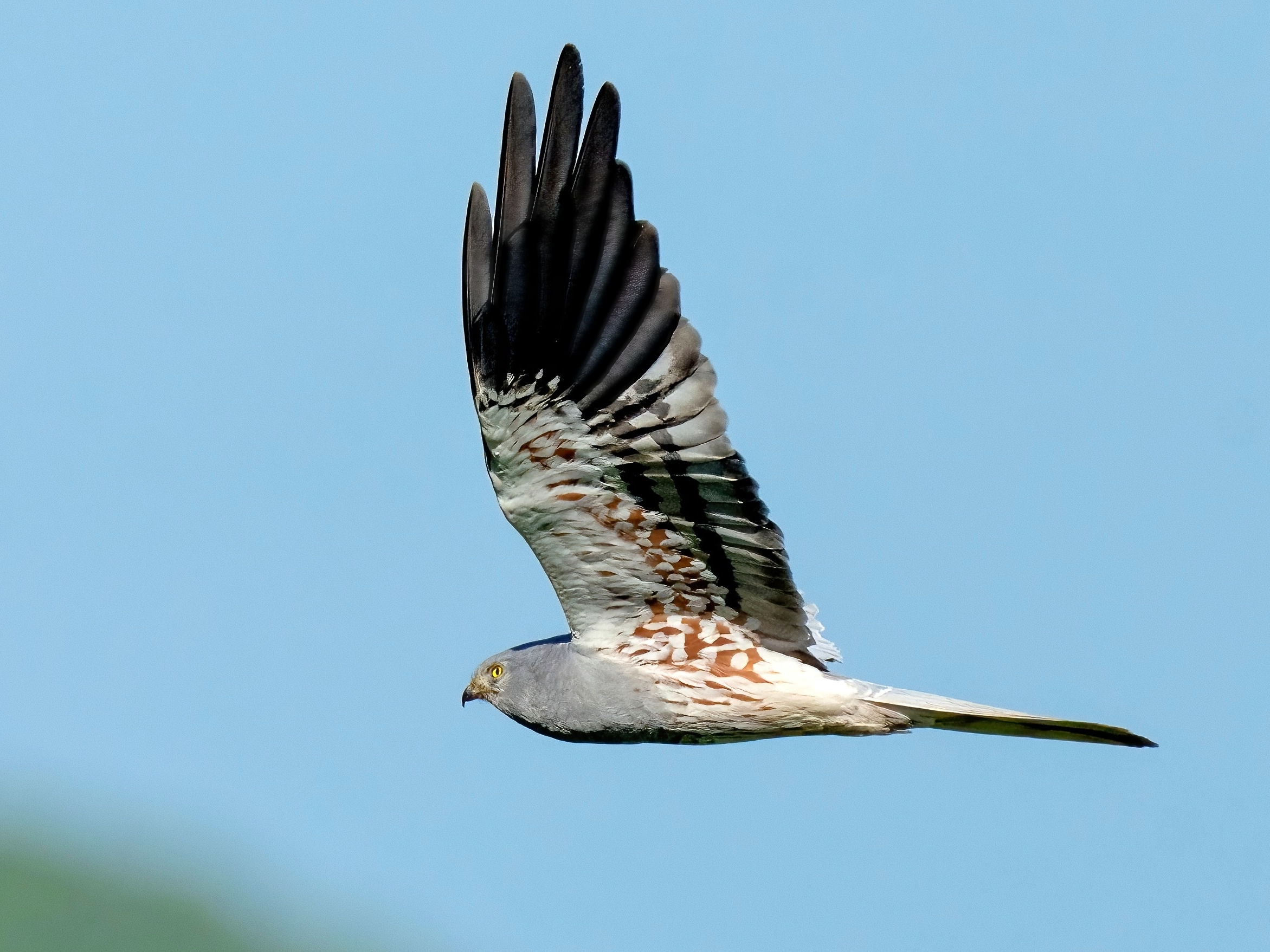 Montagu's Harrier (Circus pygargus) - male