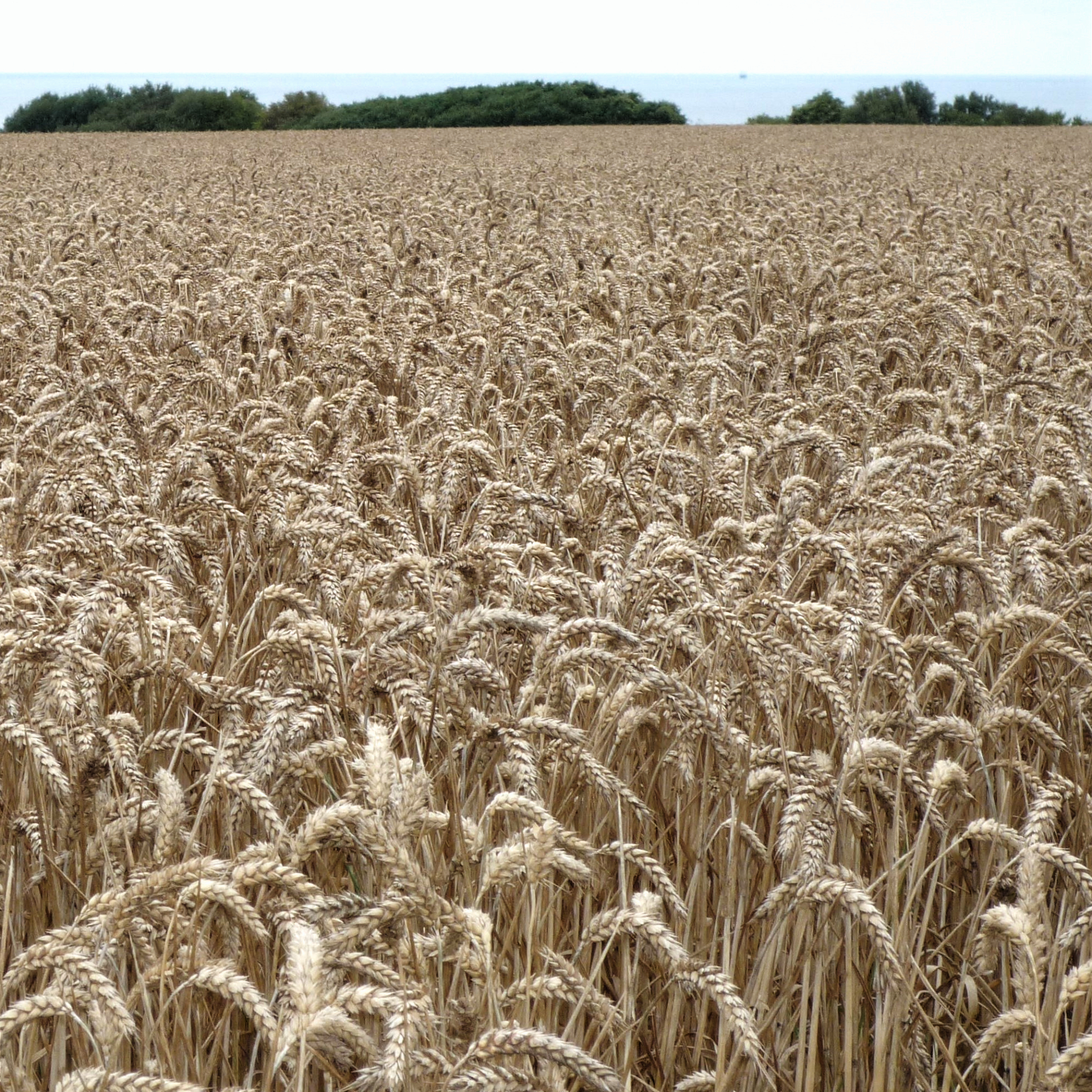 ARROMANCHES_2009 (P1000636-1)