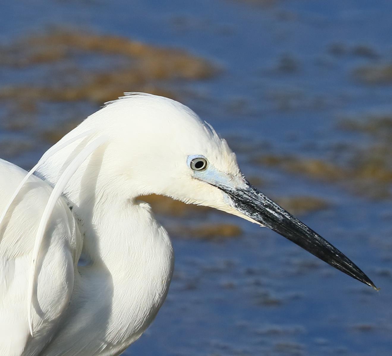 egret