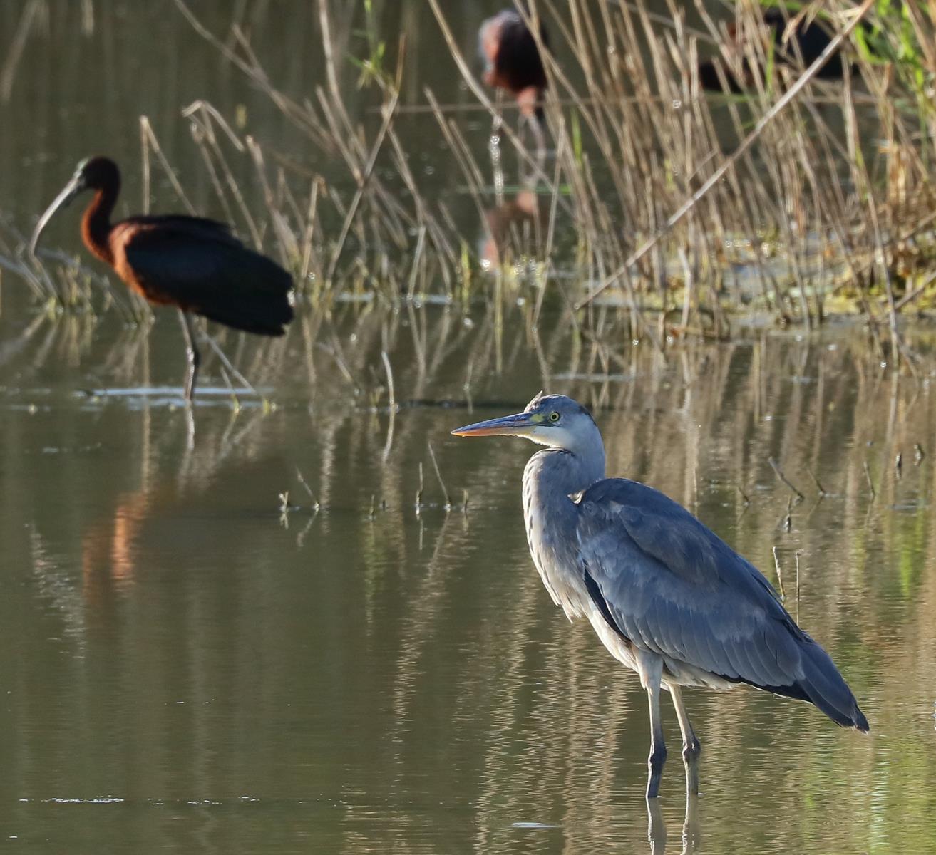 Immense proud heron