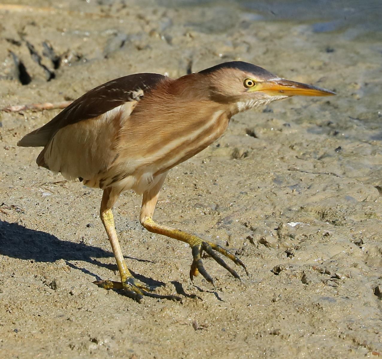 Little bittern lurking