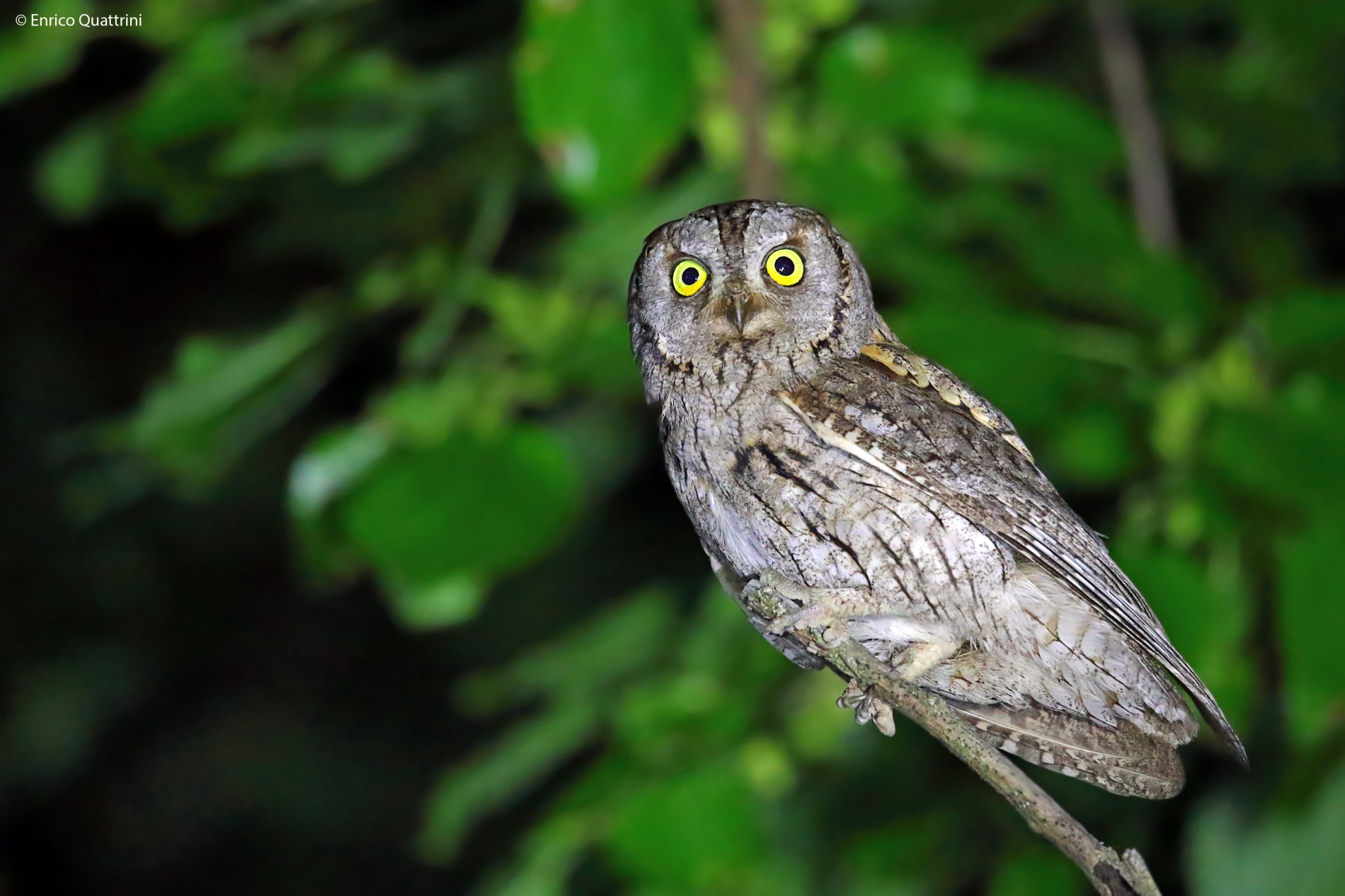 Scops owl