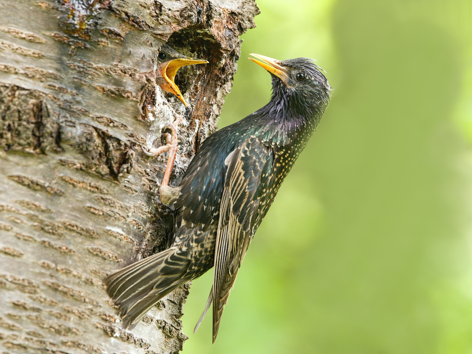 Starling
