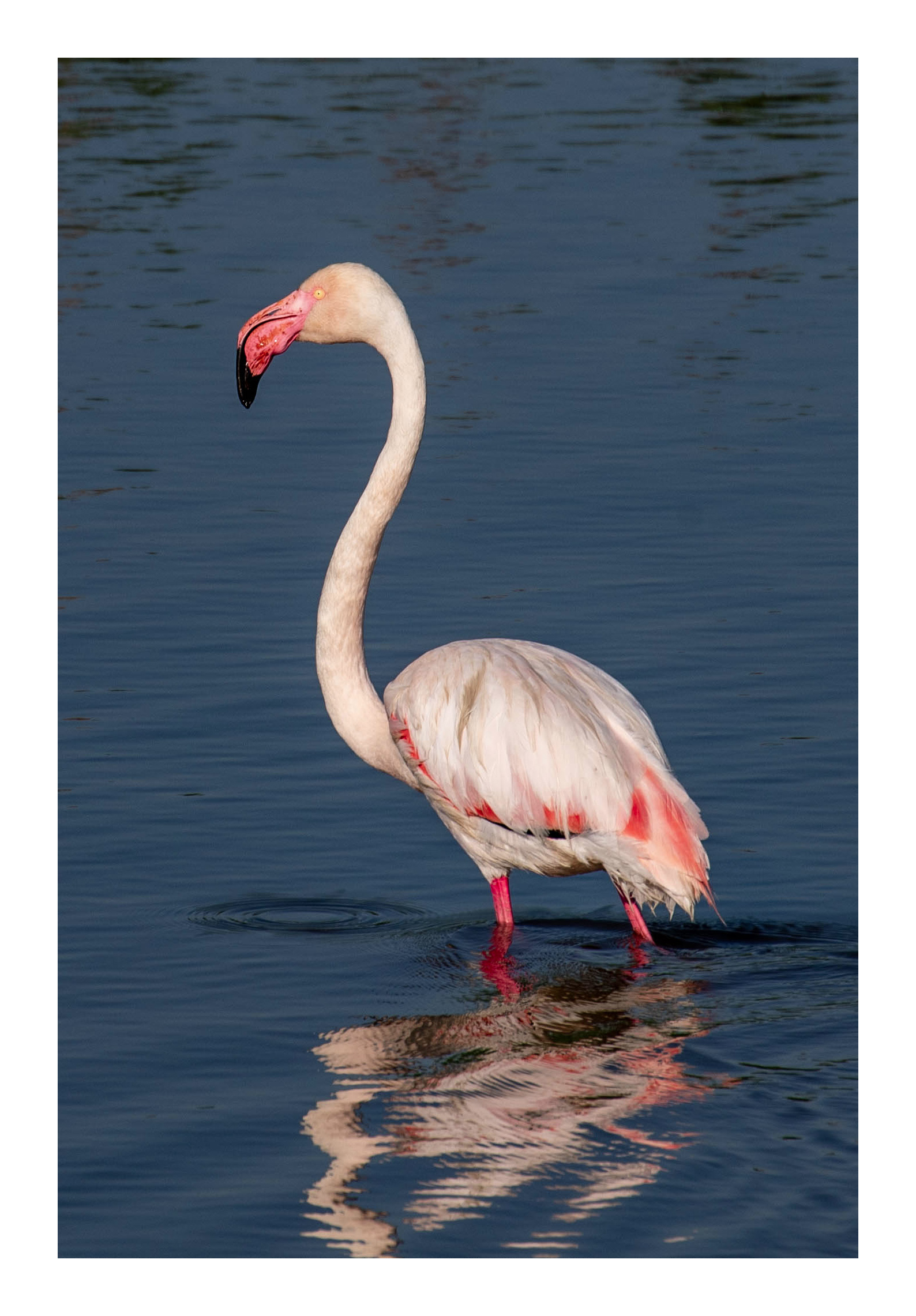 Pink flamingo