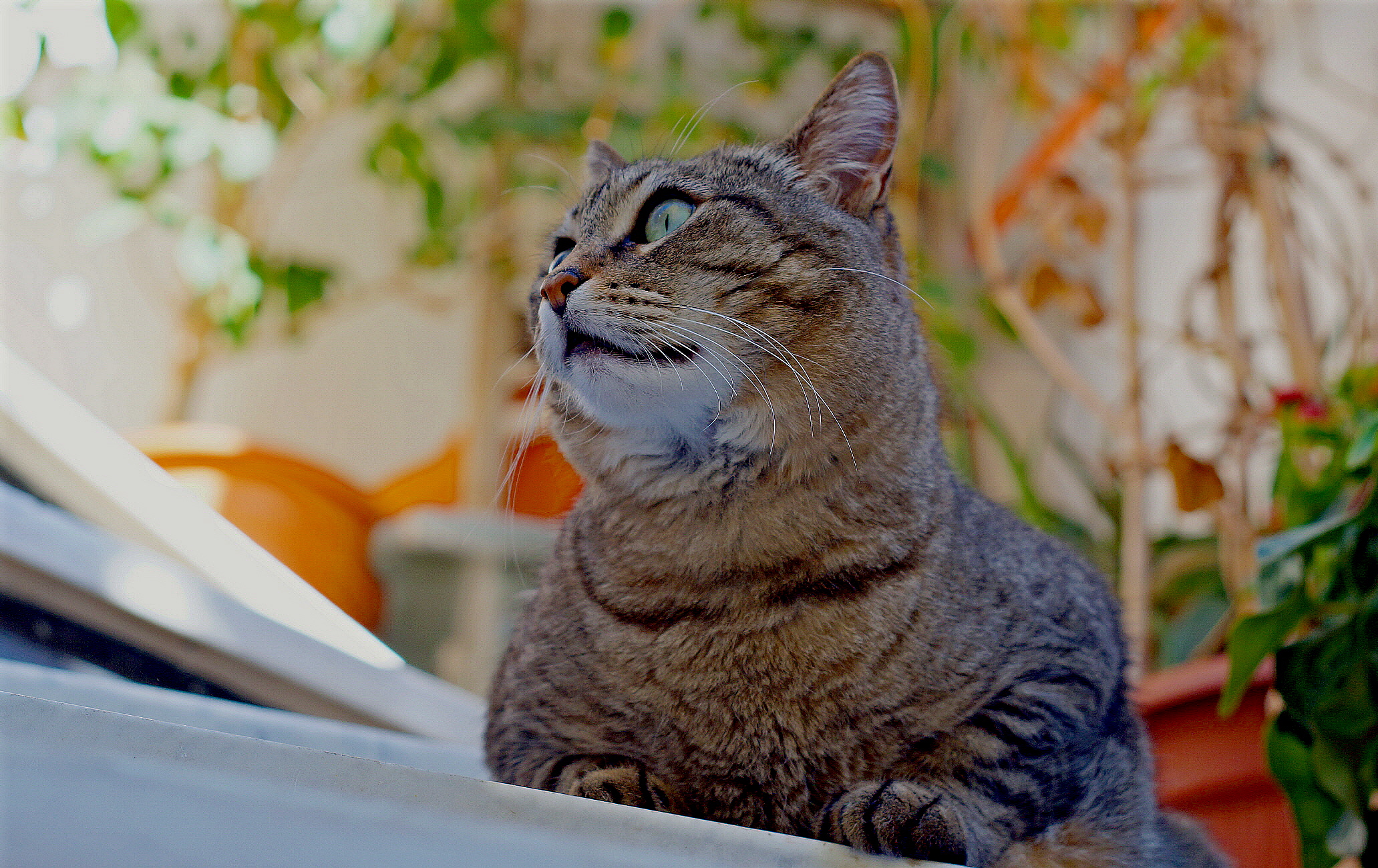 The Blond Neighbor!