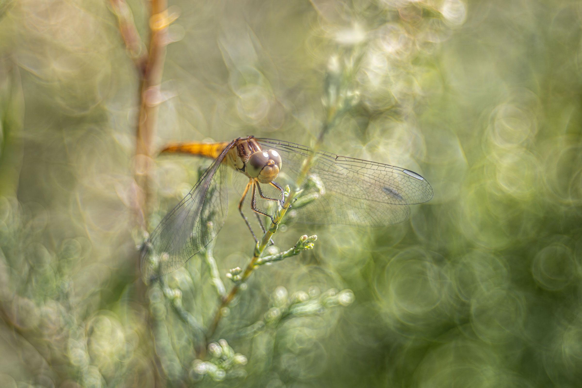 Sympetrum striolatum.