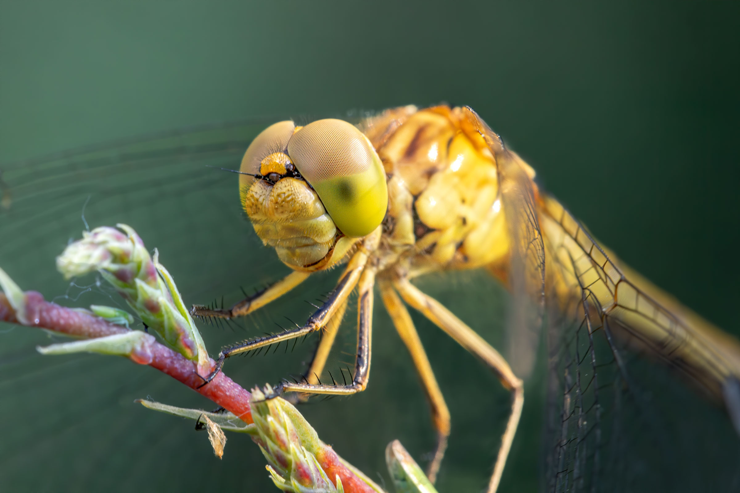 Sympetrum striolatum.