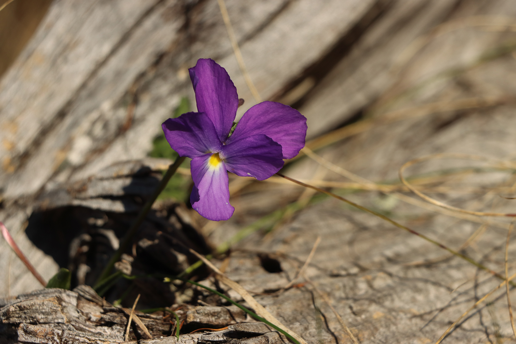 a "mountain" violet