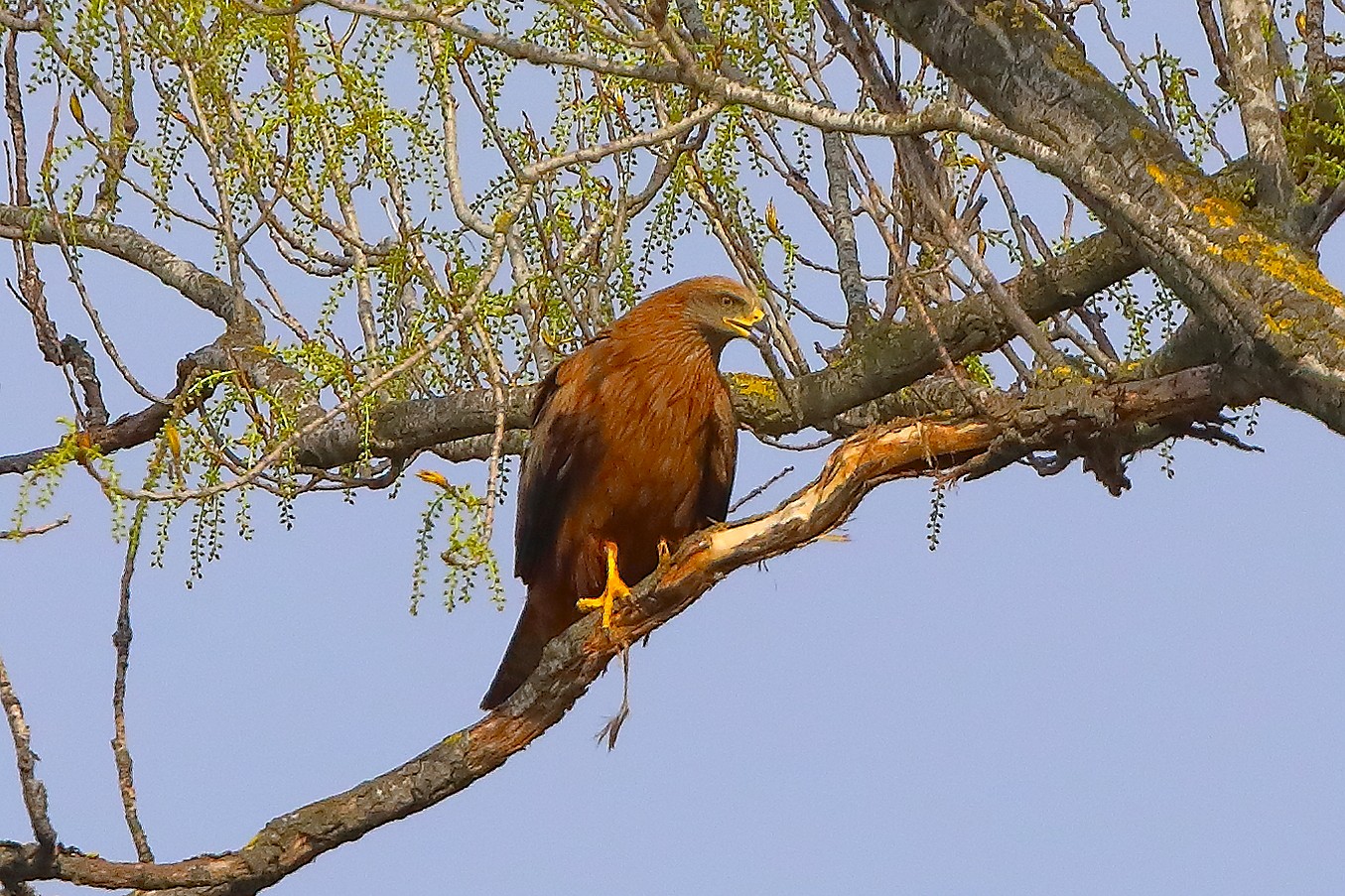 Nibbio bruno 29 marzo 2025 - 0096