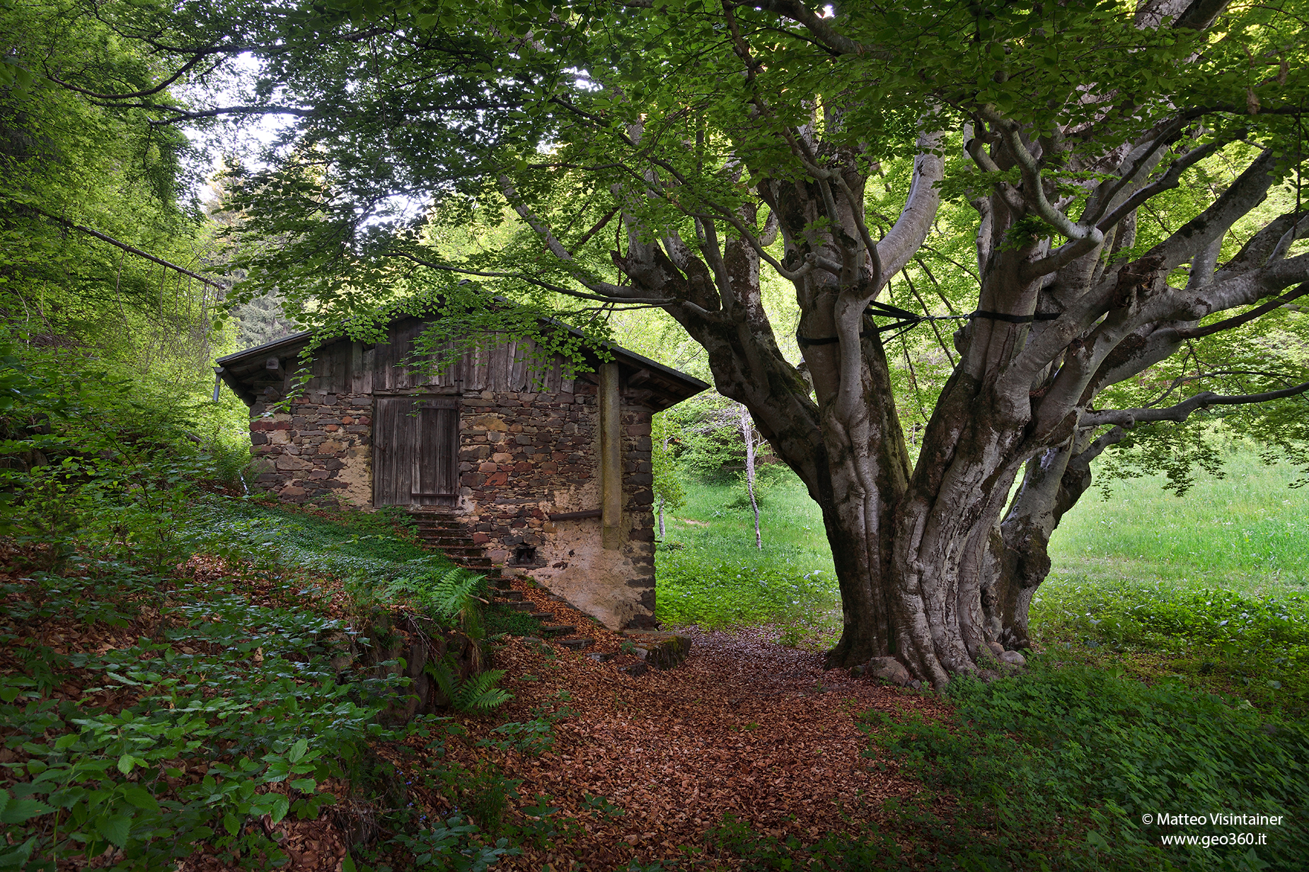 Fov of the ca of the boci