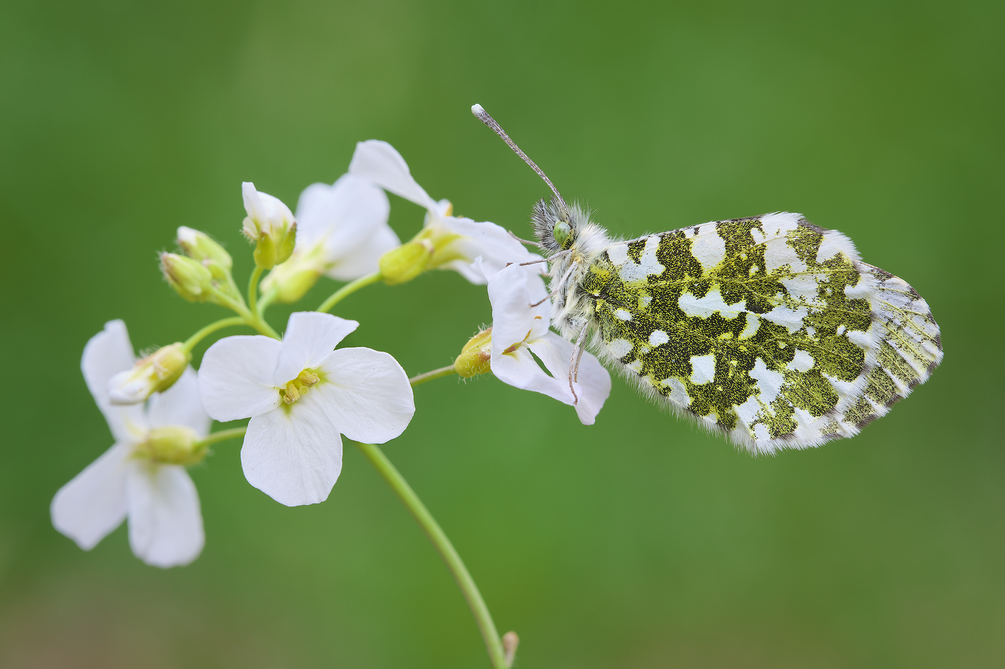 Anthocharis cardamines