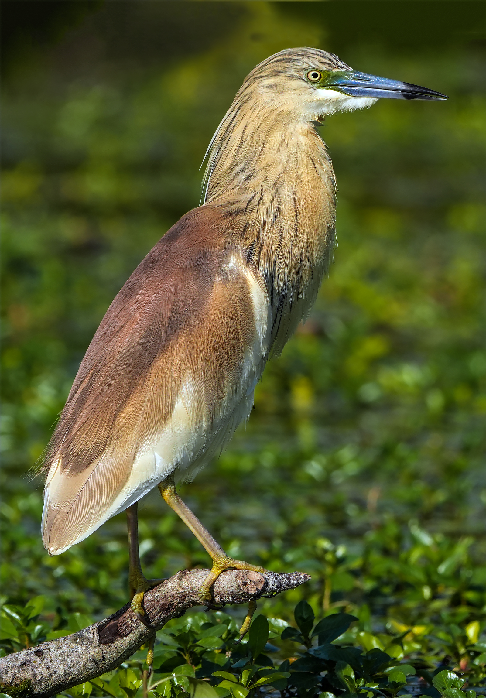 squacco heron