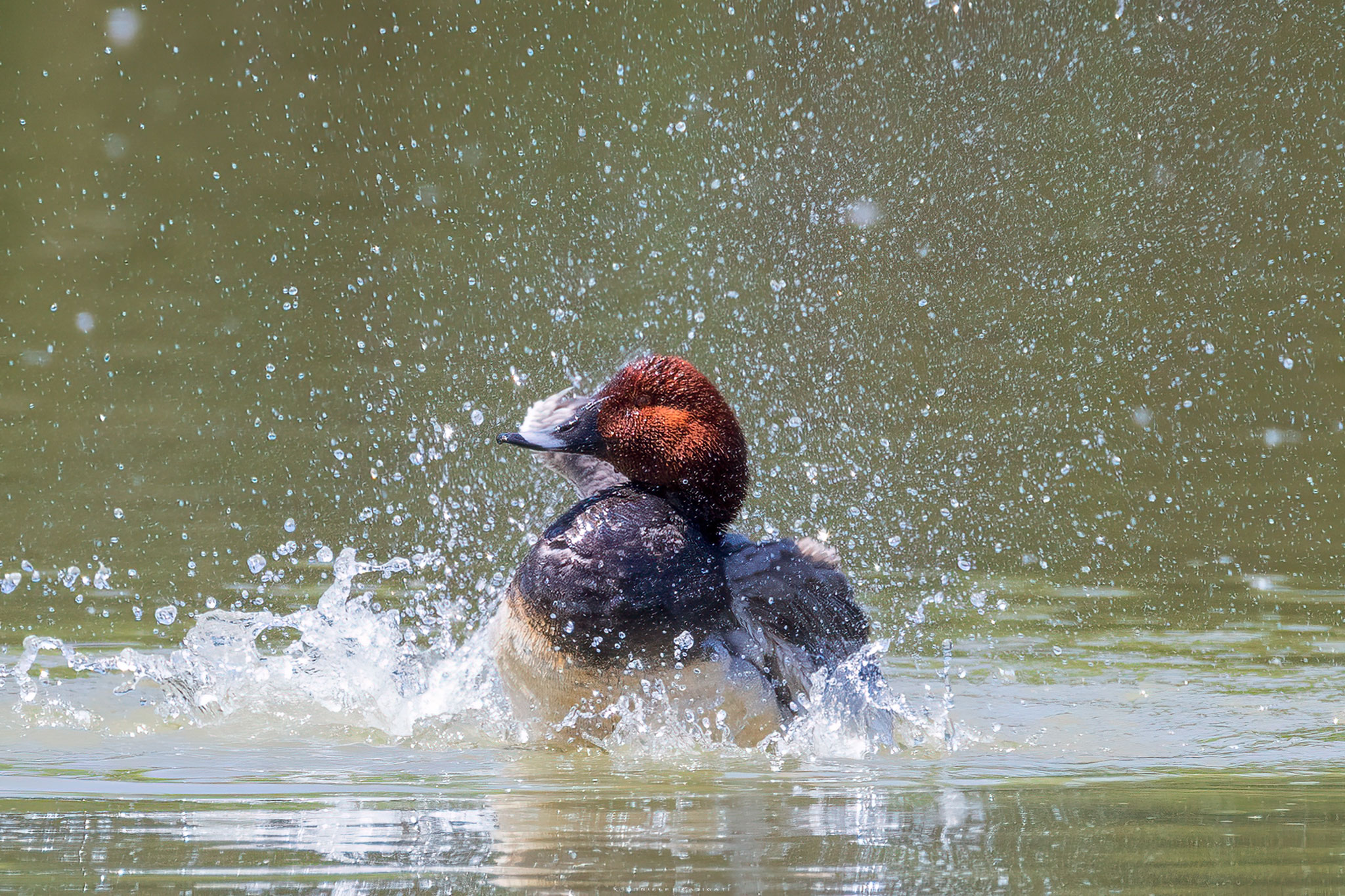 The pochard's bath